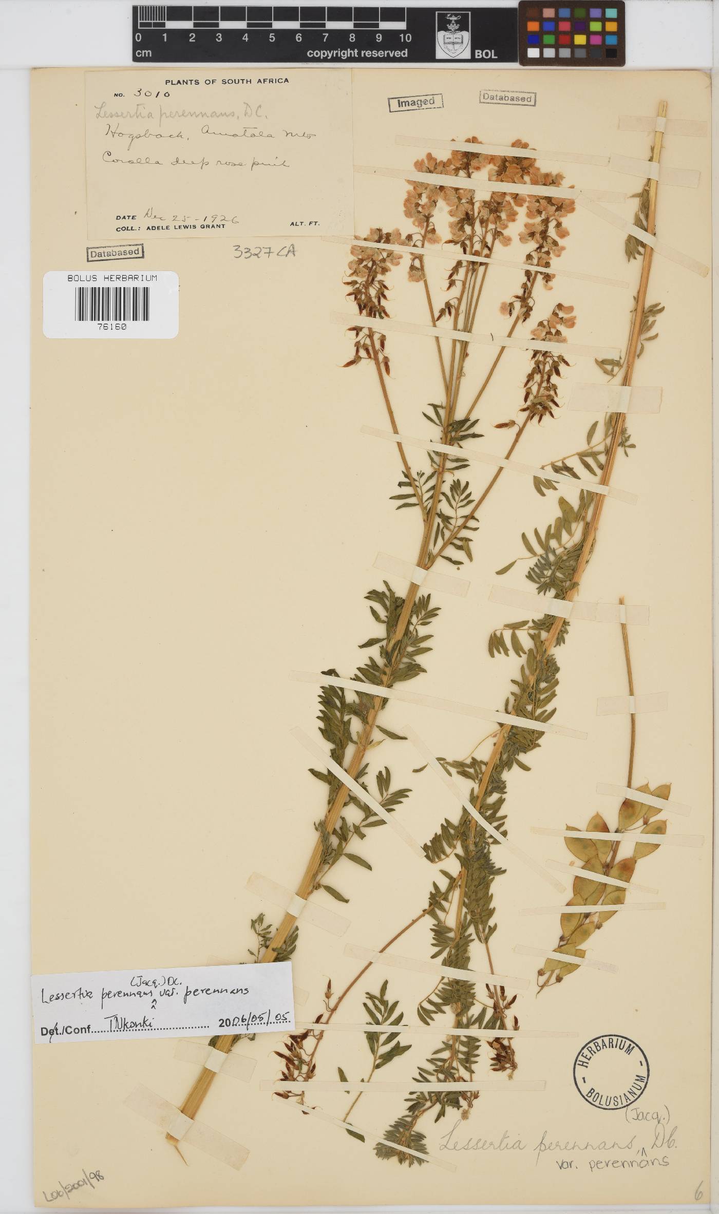 Lessertia perennans image