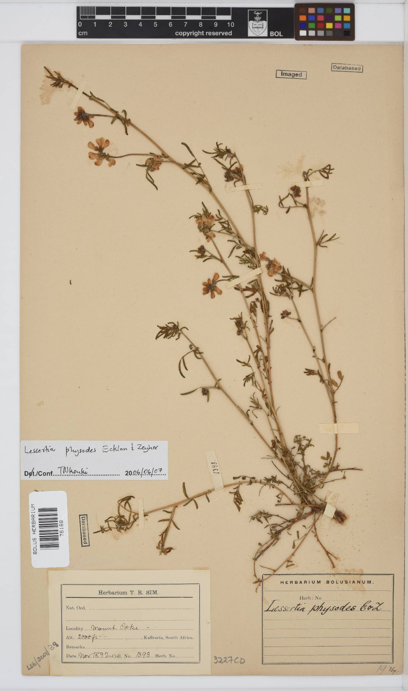 Lessertia physodes image
