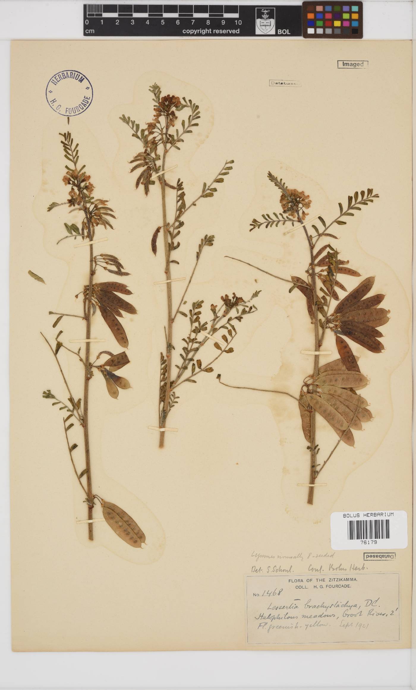 Lessertia brachystachya image