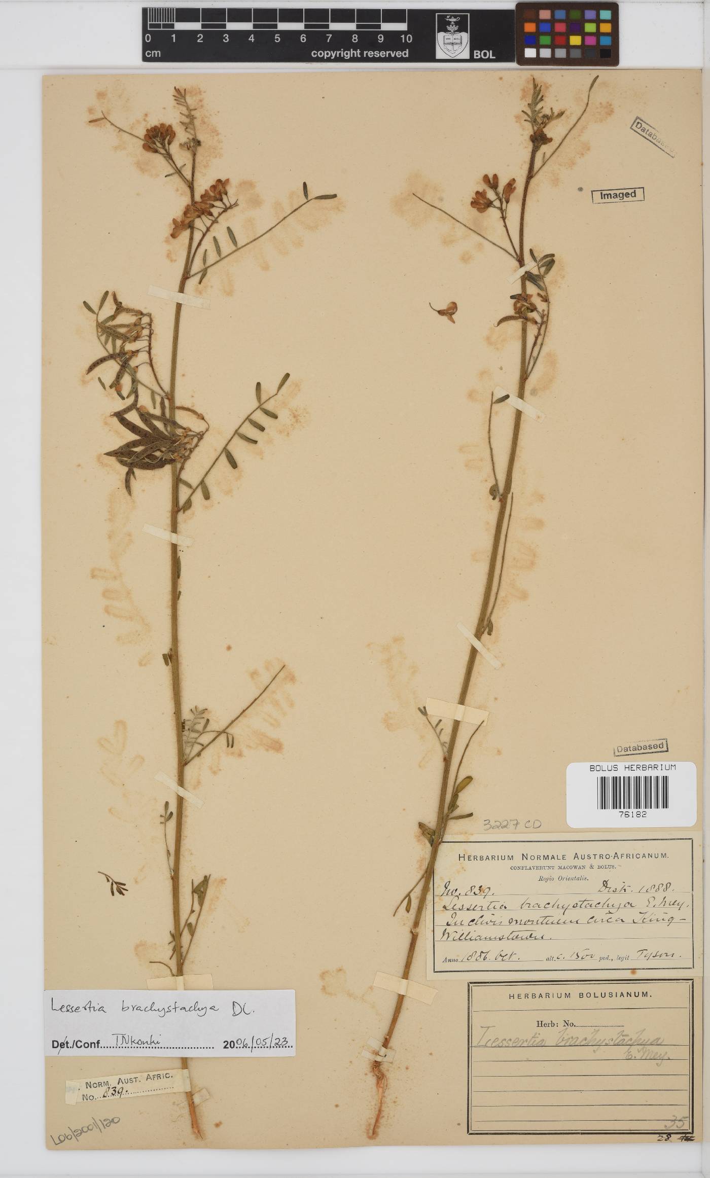 Lessertia brachystachya image
