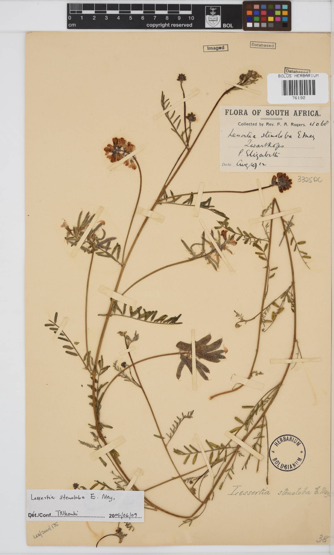 Lessertia stenoloba image