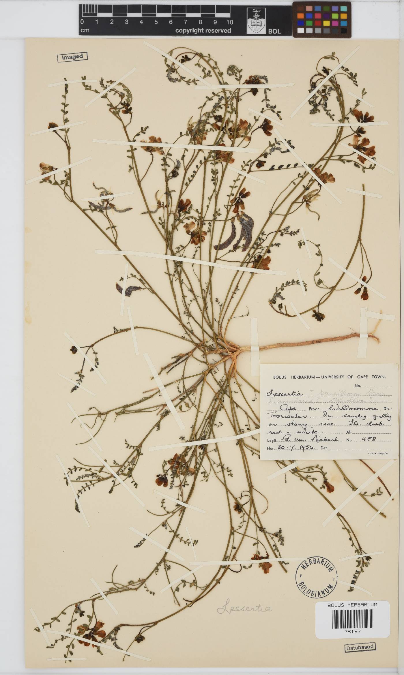 Lessertia image