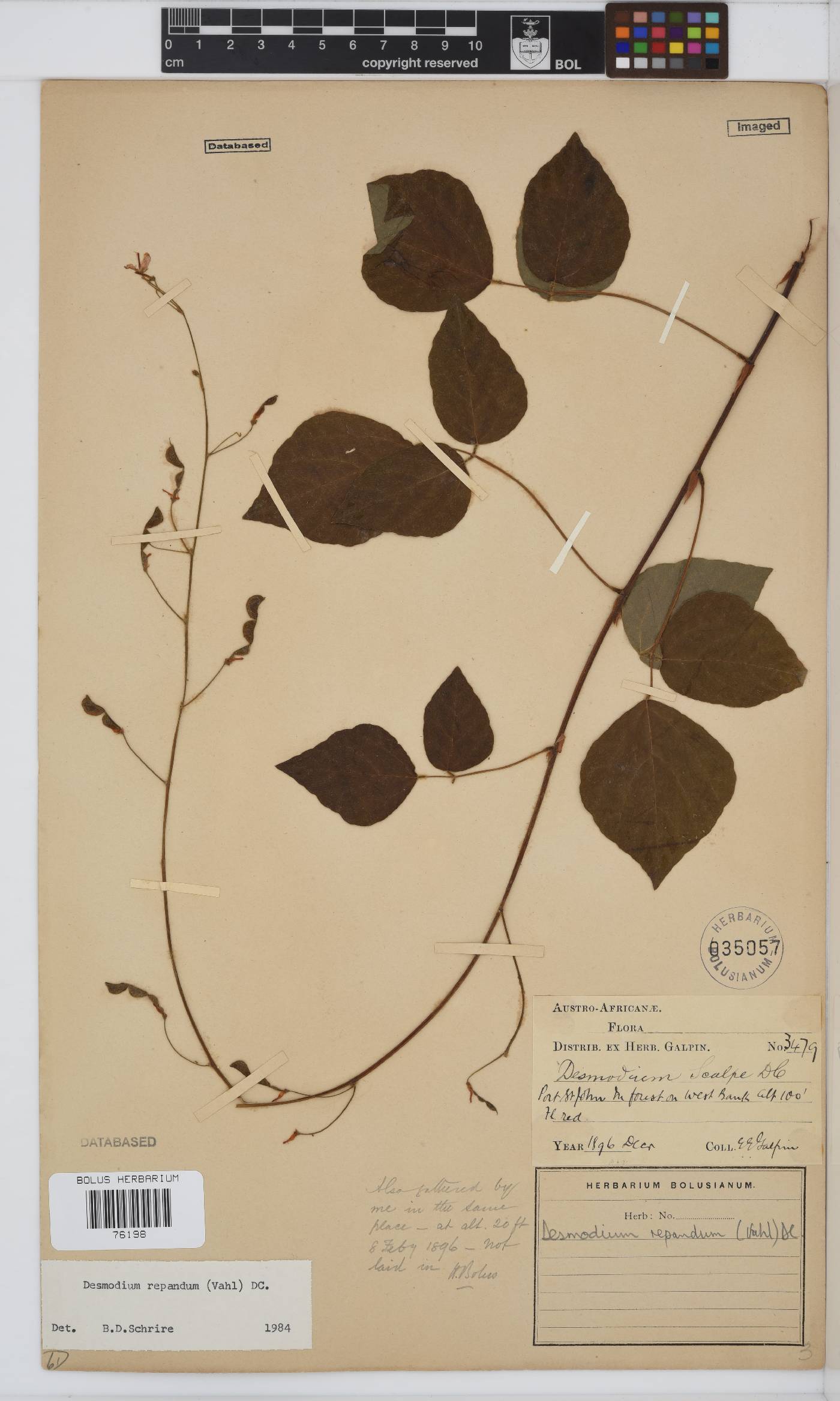Desmodium image