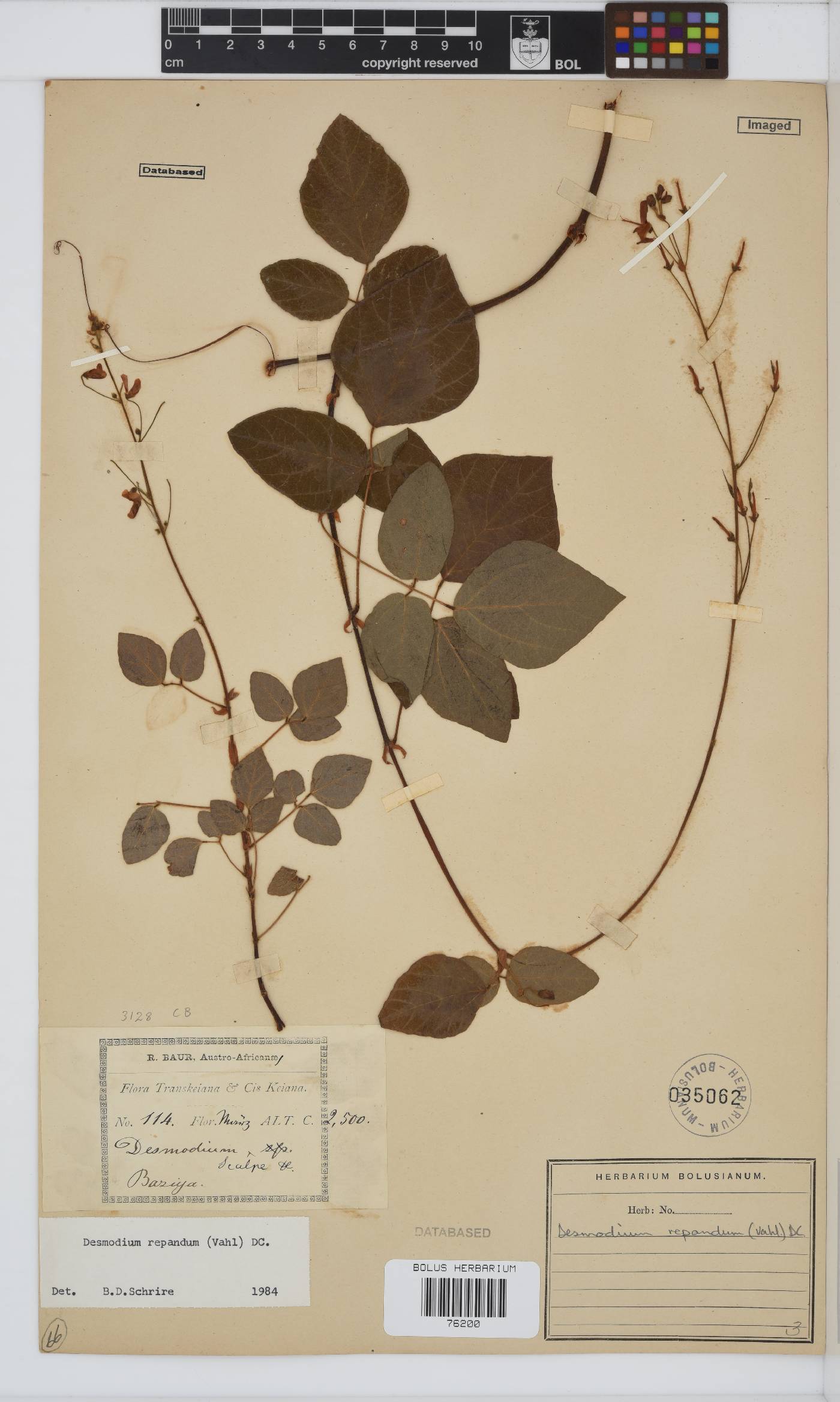 Desmodium repandum image