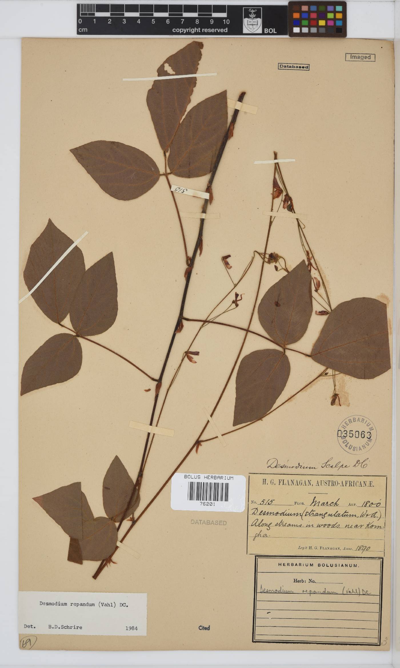 Desmodium repandum image