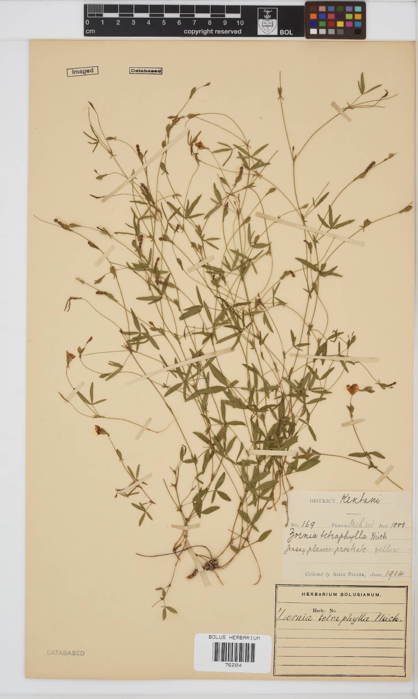 Zornia bracteata image
