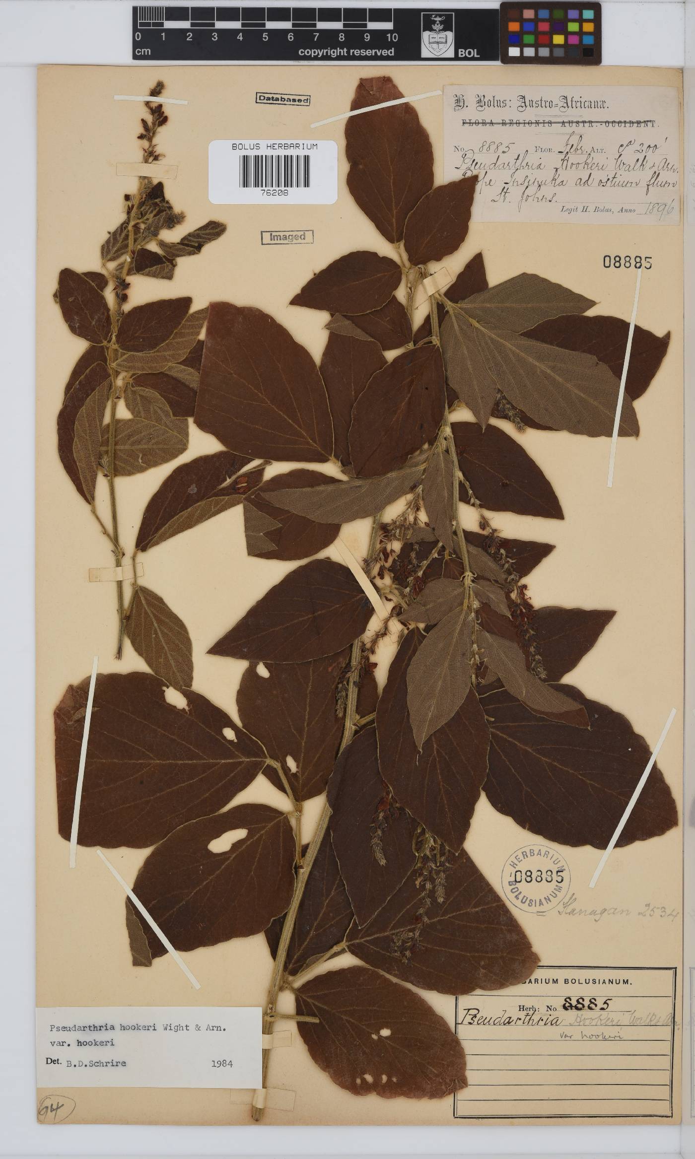 Pseudarthria image
