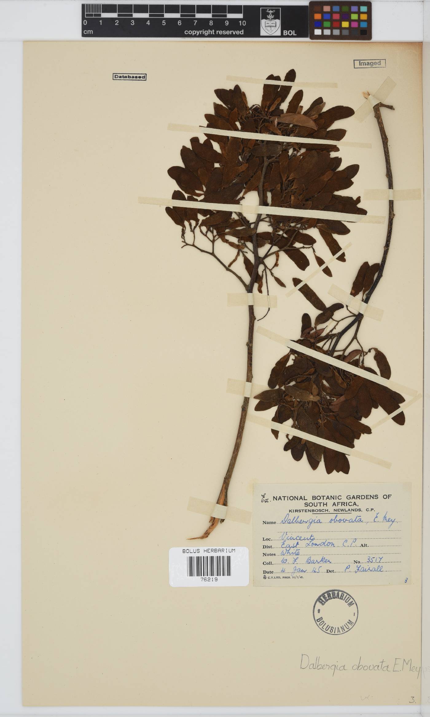 Dalbergia obovata image