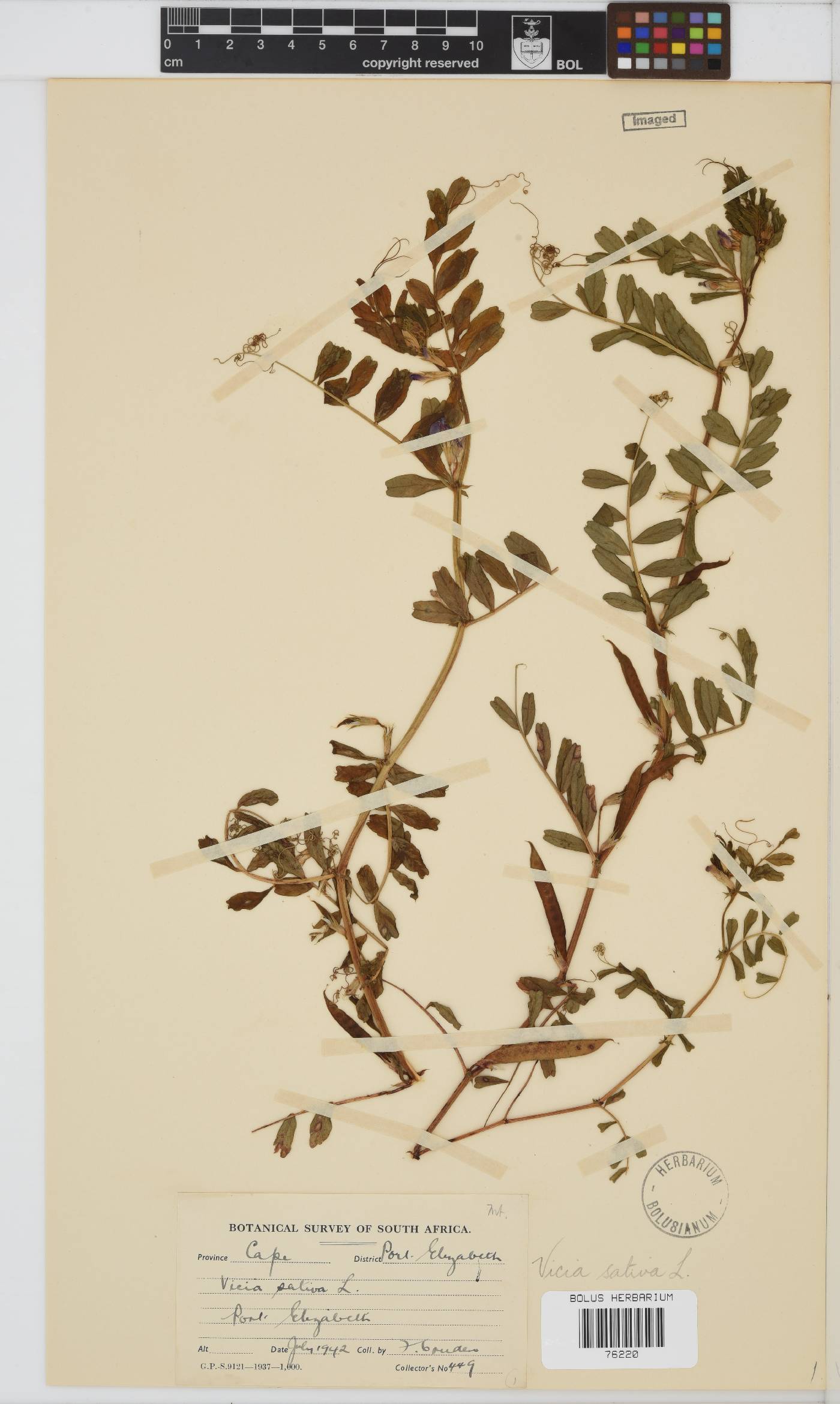 Vicia image