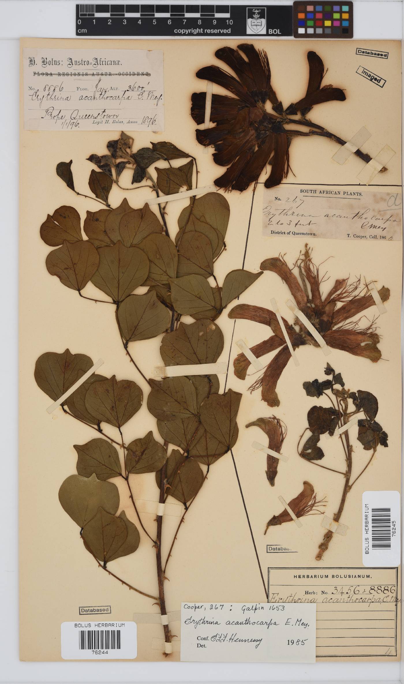 Erythrina acanthocarpa image