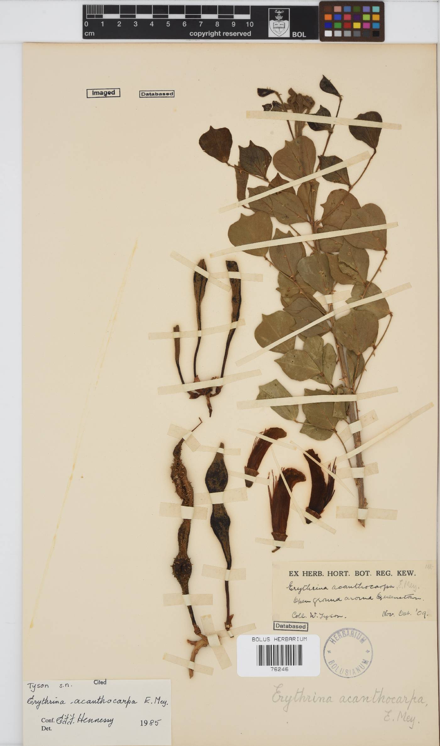 Erythrina acanthocarpa image