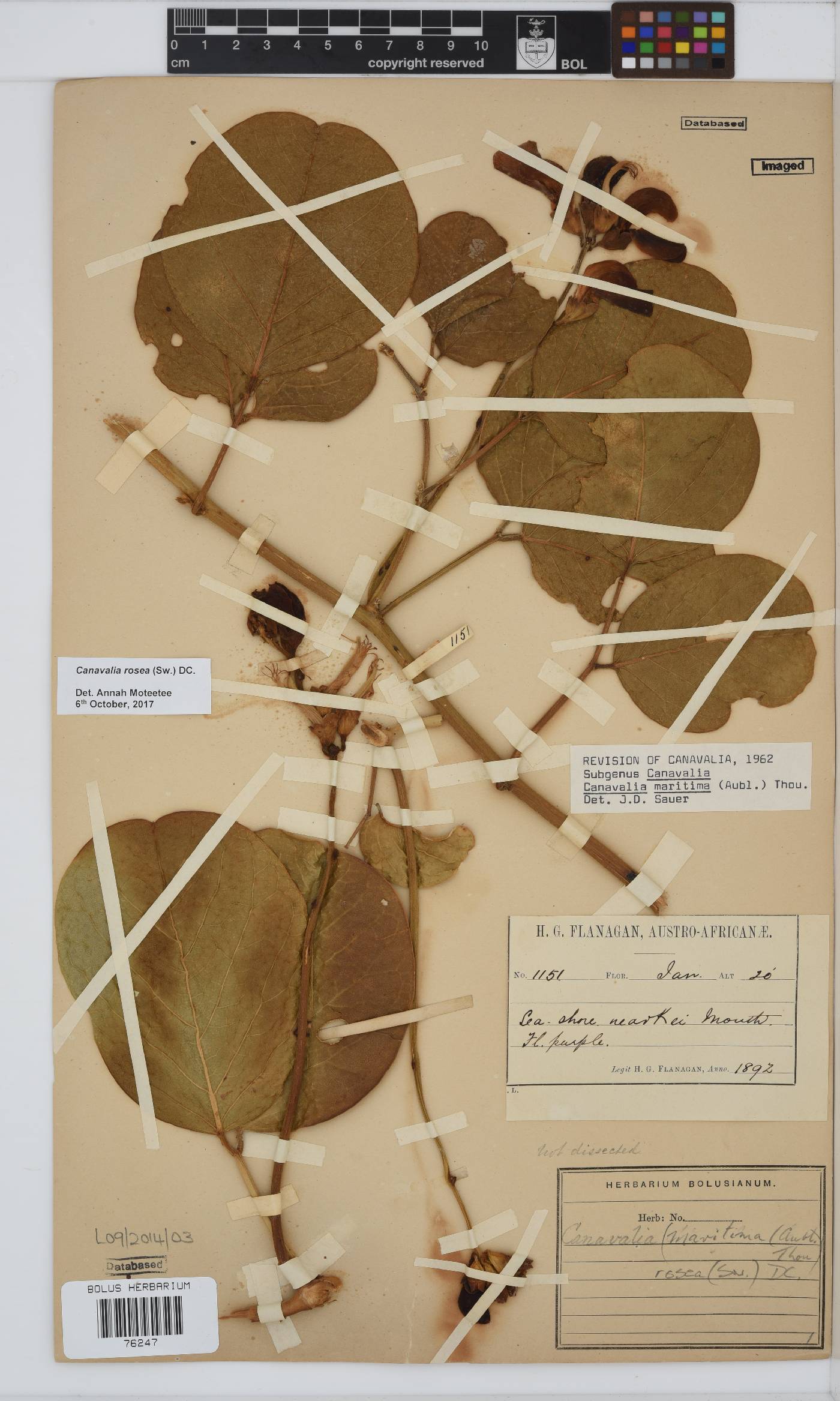 Canavalia rosea image