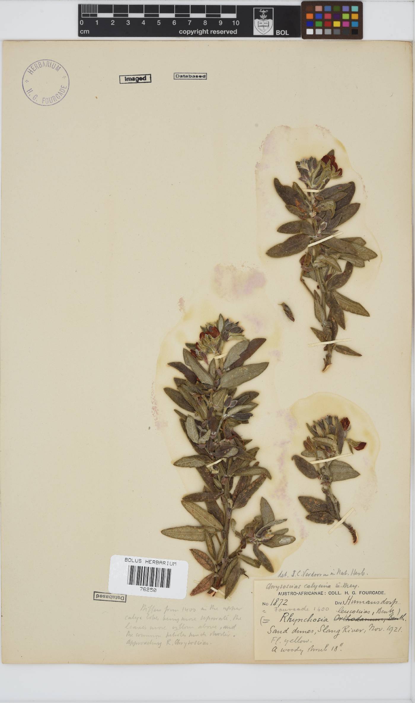 Rhynchosia leucoscias image