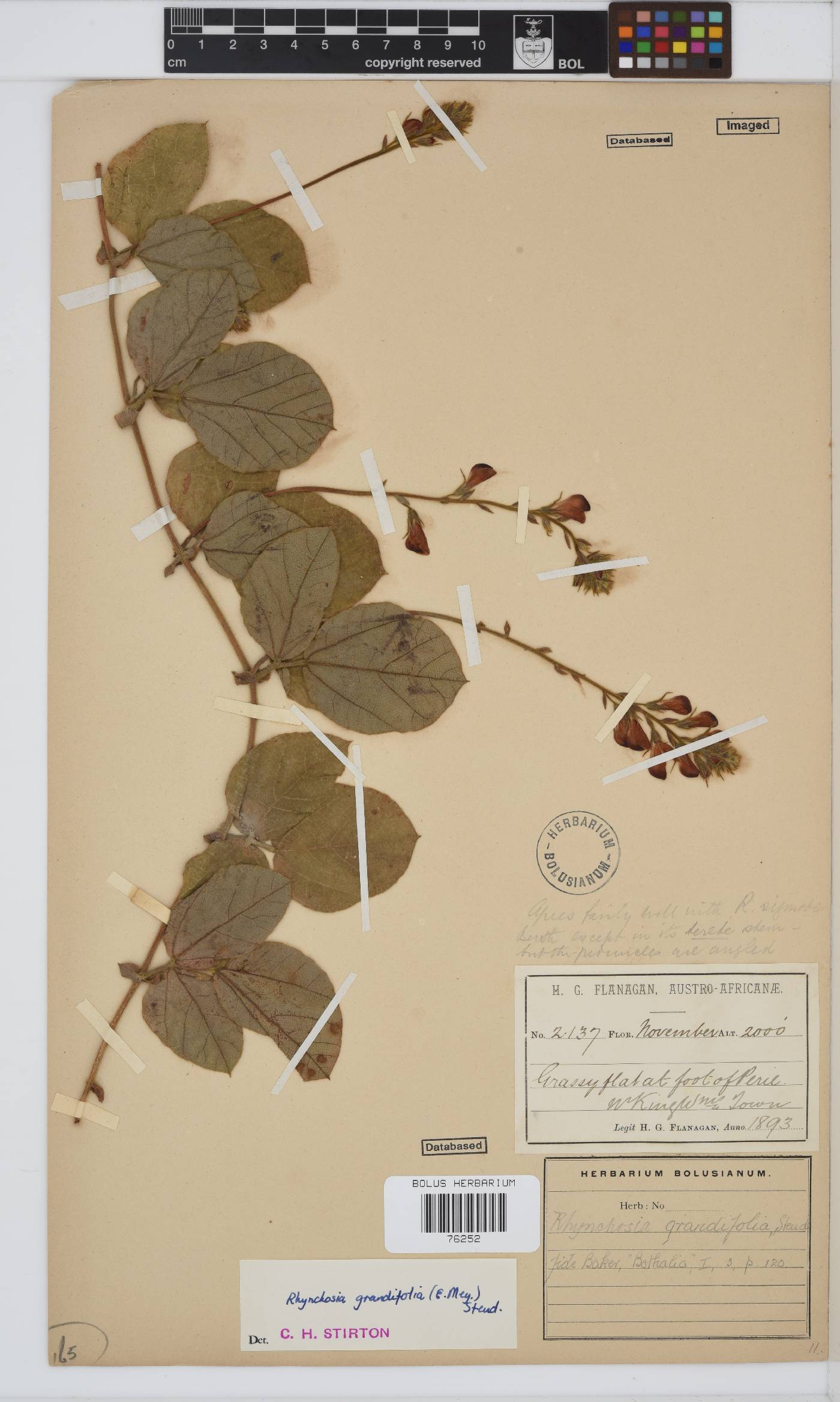 Rhynchosia grandifolia image