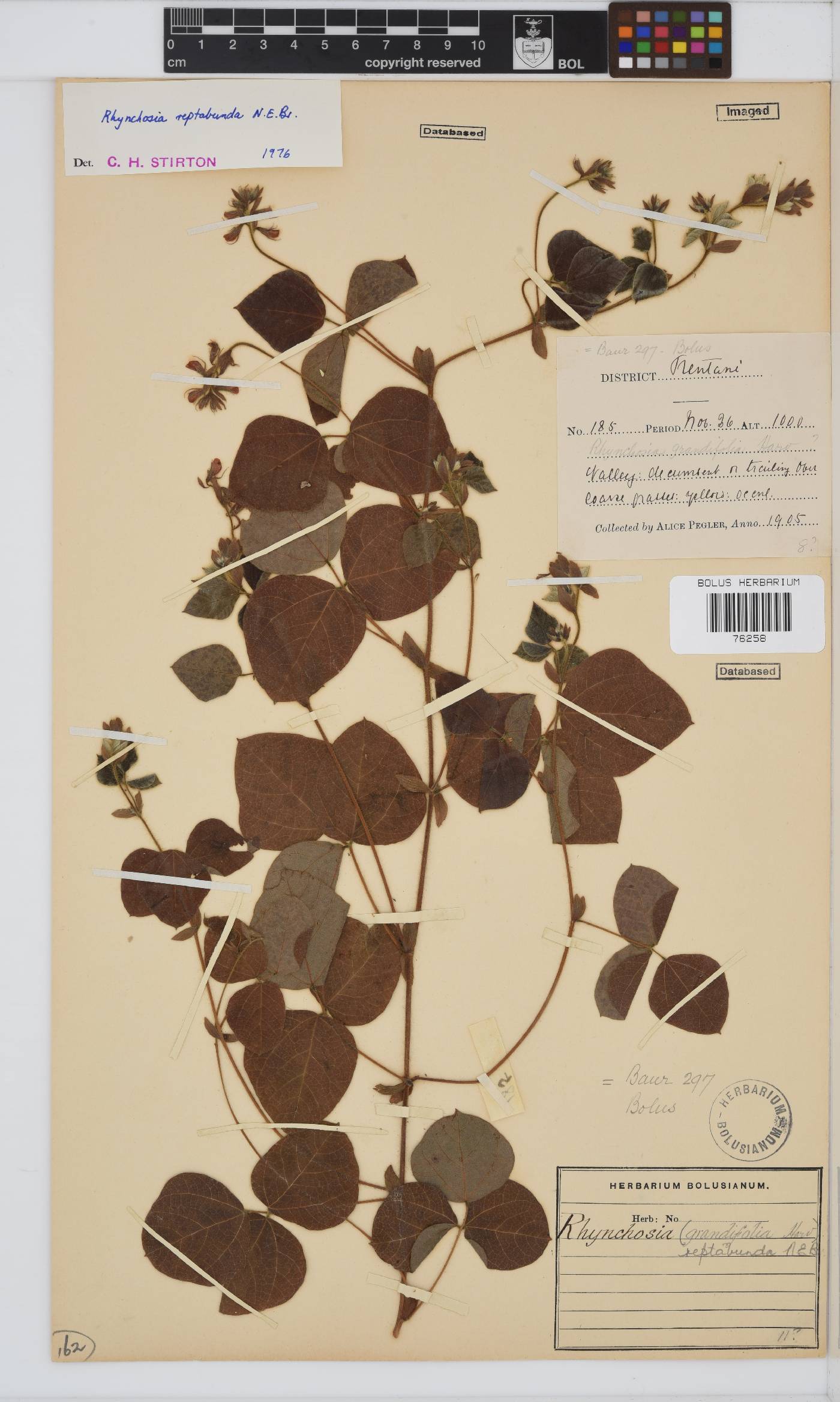 Rhynchosia reptabunda image
