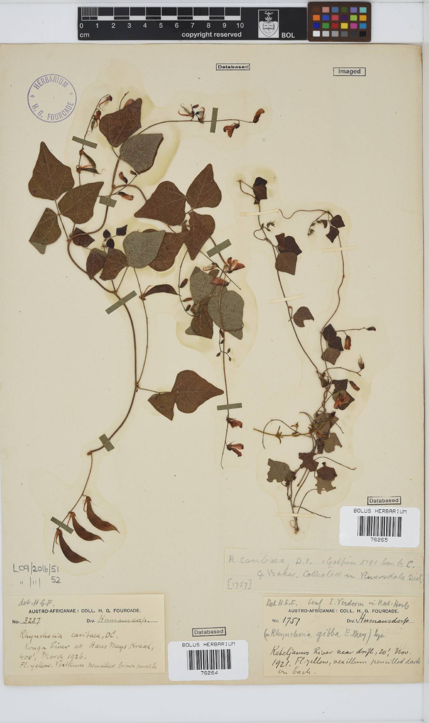 Rhynchosia caribaea image