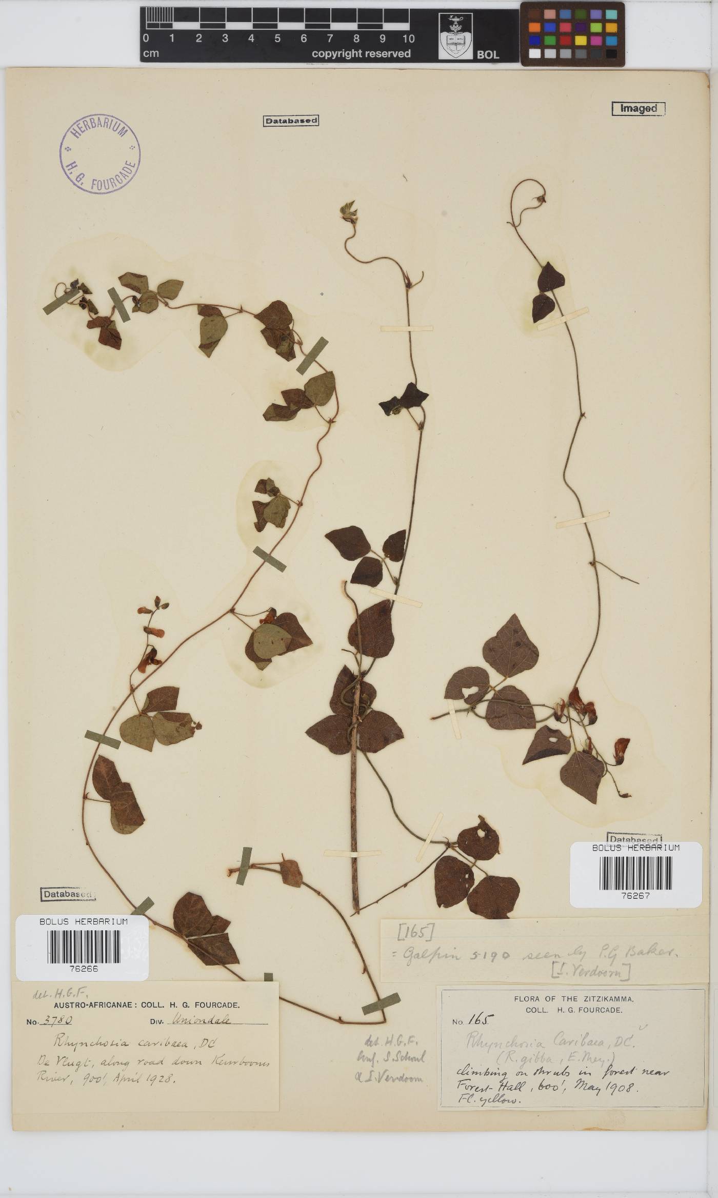Rhynchosia image