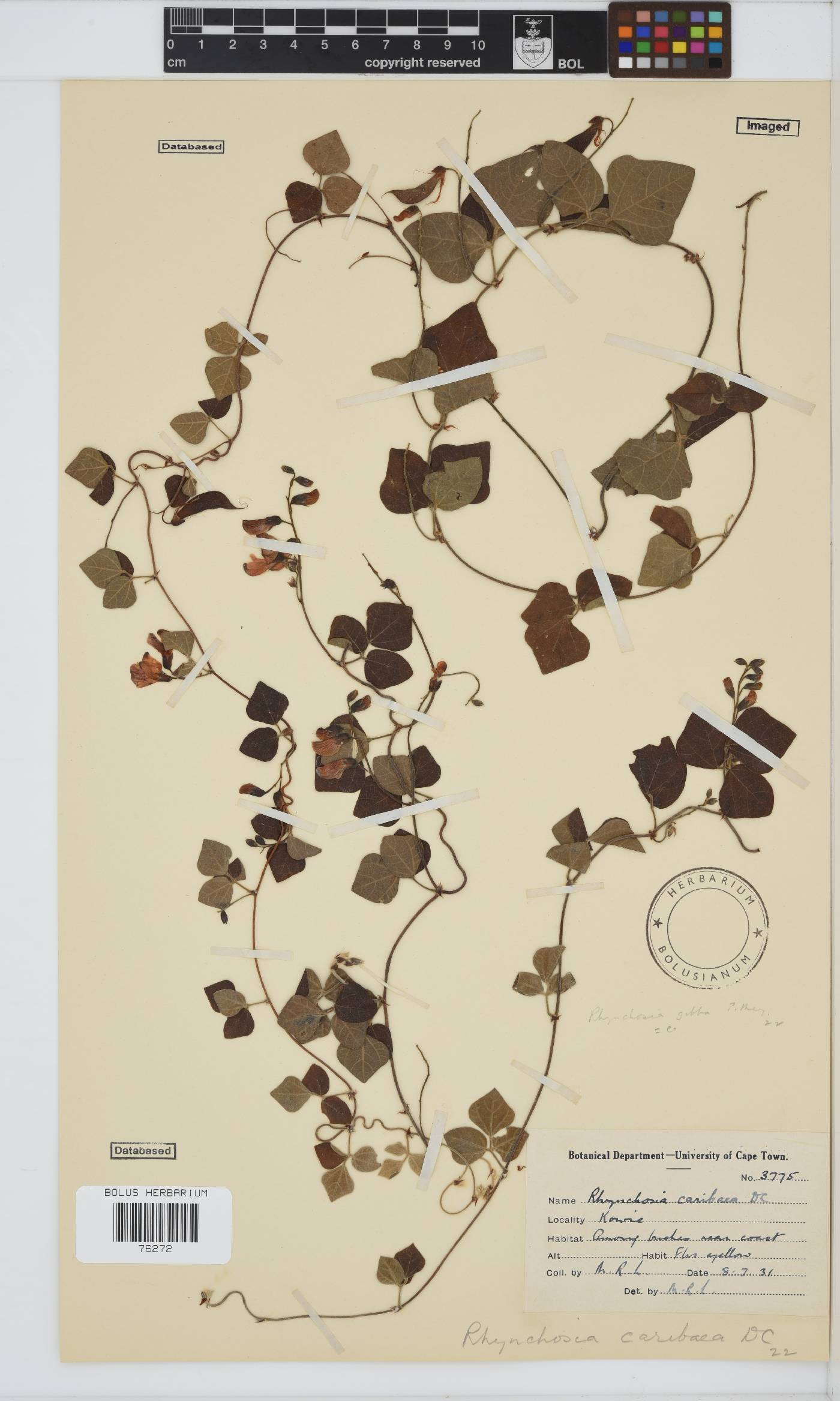 Rhynchosia caribaea image