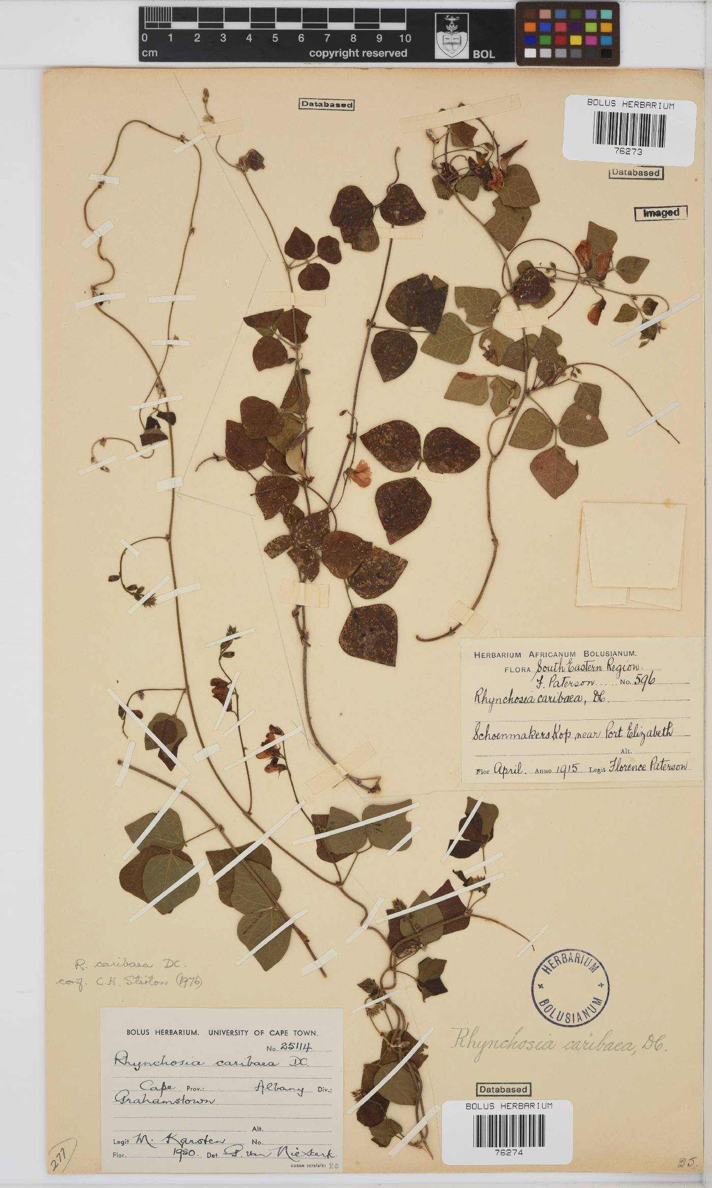 Rhynchosia caribaea image
