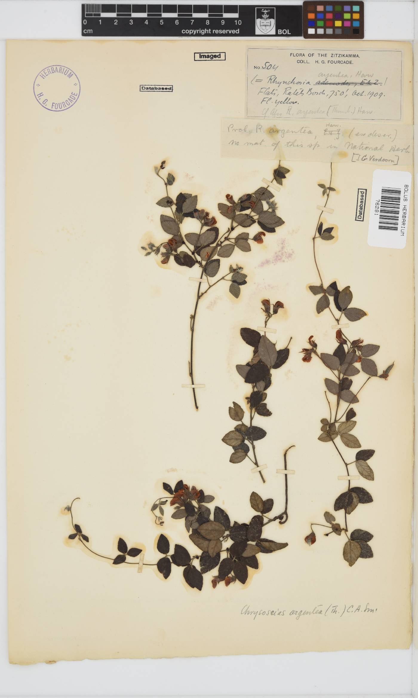 Rhynchosia caribaea image