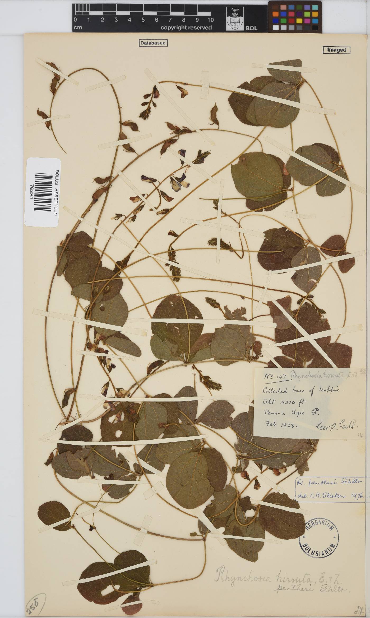 Rhynchosia pentheri var. pentheri image