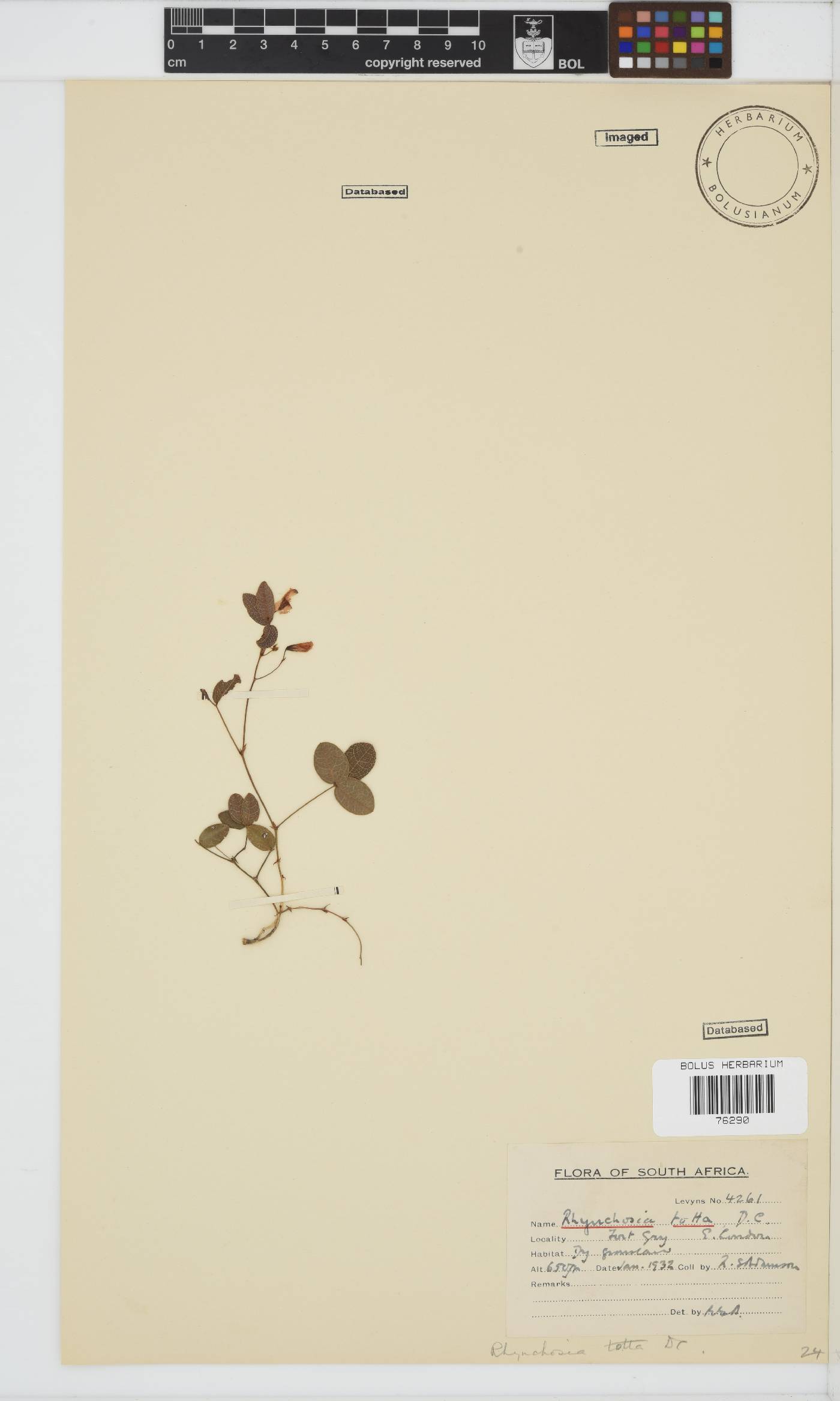 Rhynchosia totta image