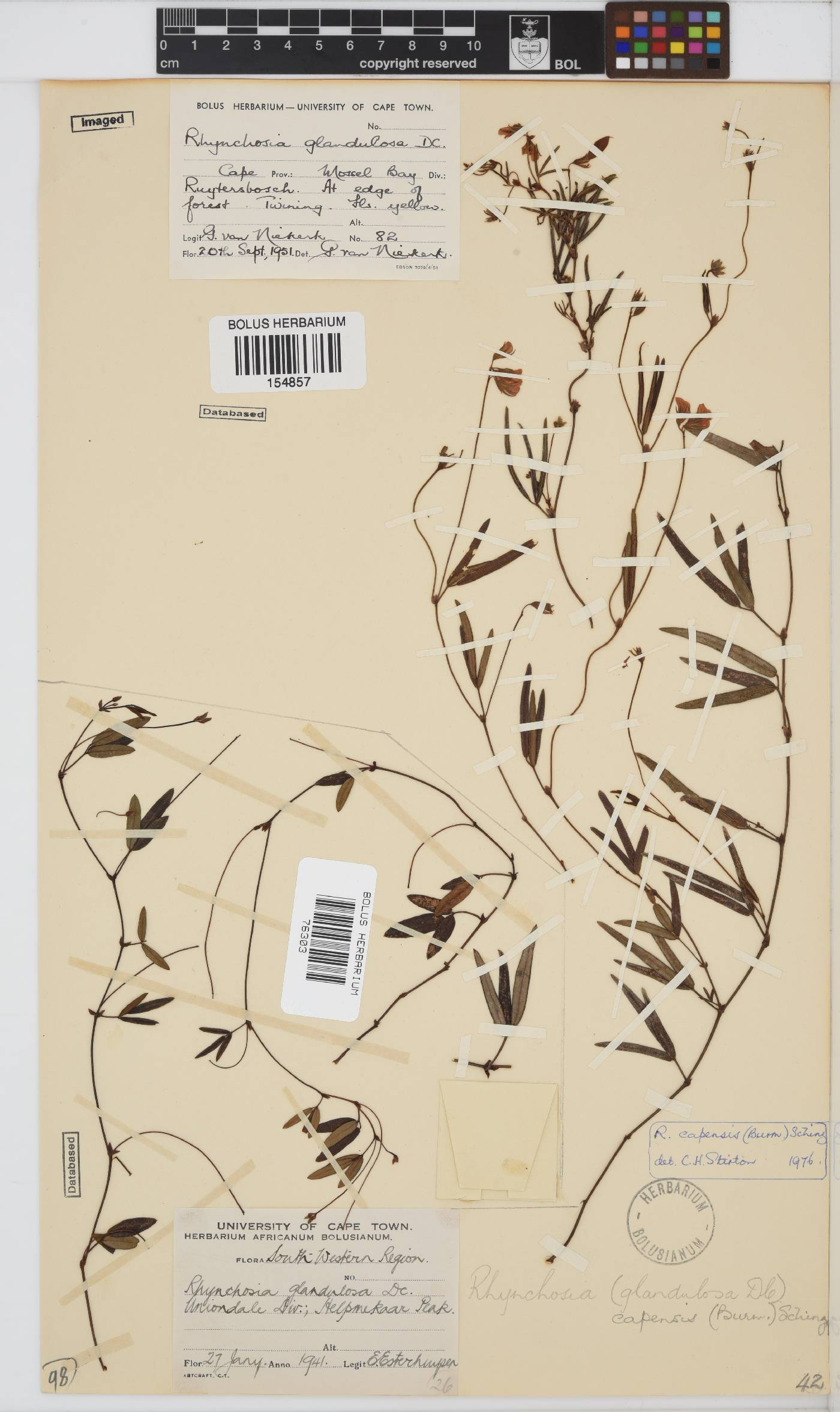 Rhynchosia capensis image
