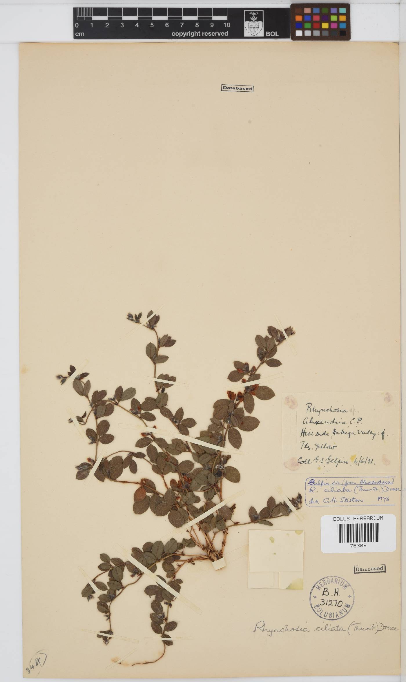 Rhynchosia ciliata image