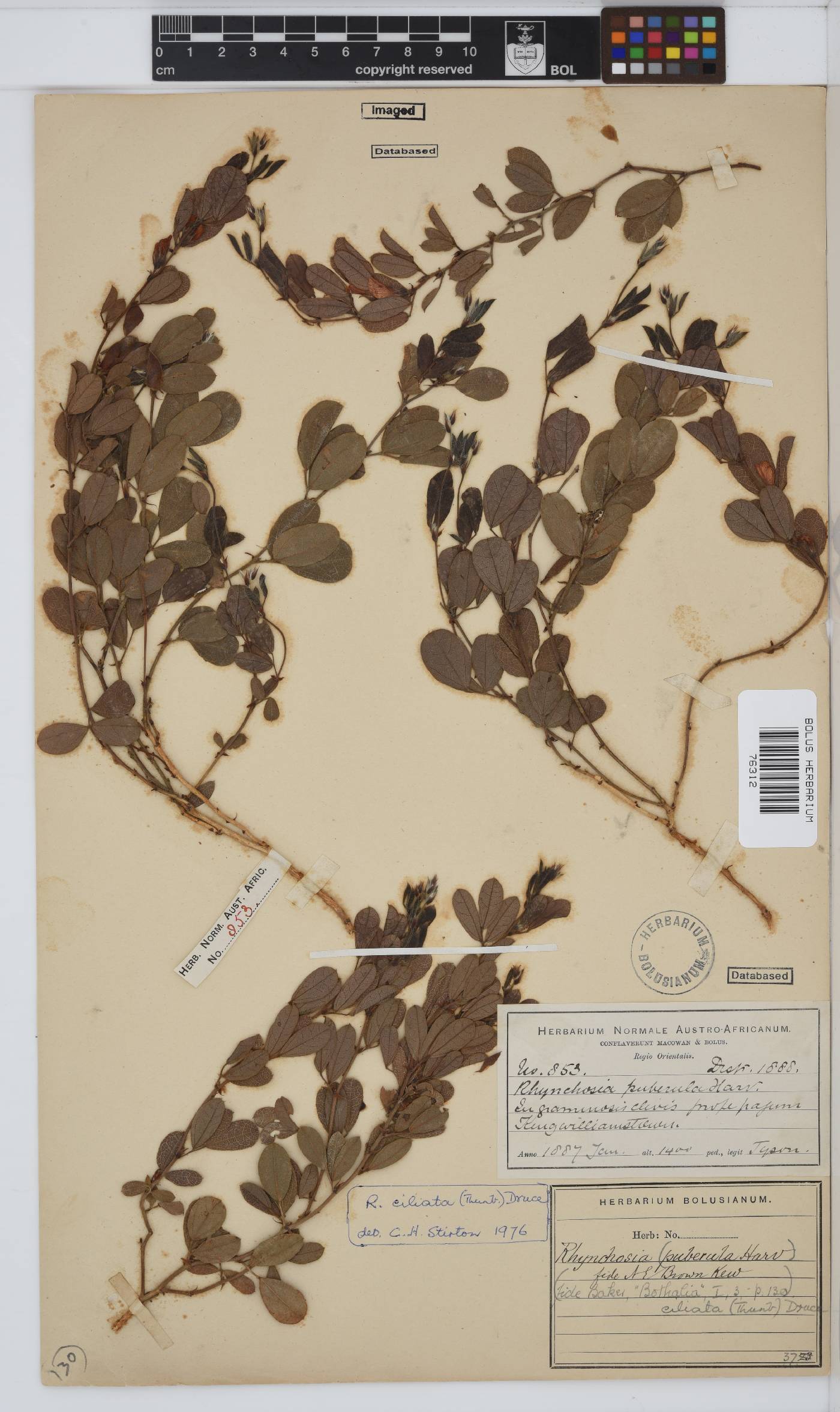 Rhynchosia ciliata image