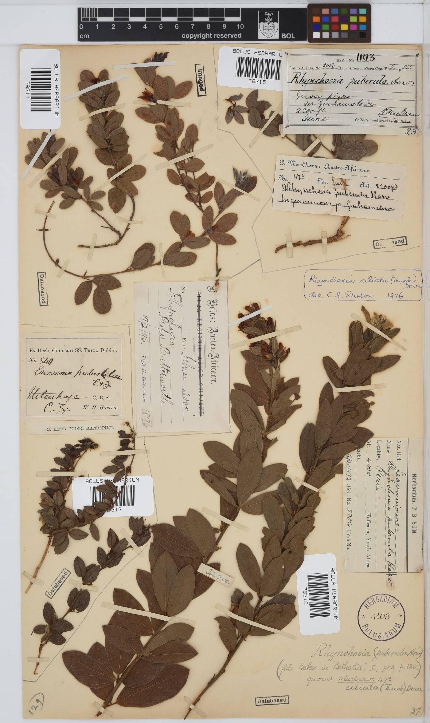 Rhynchosia ciliata image
