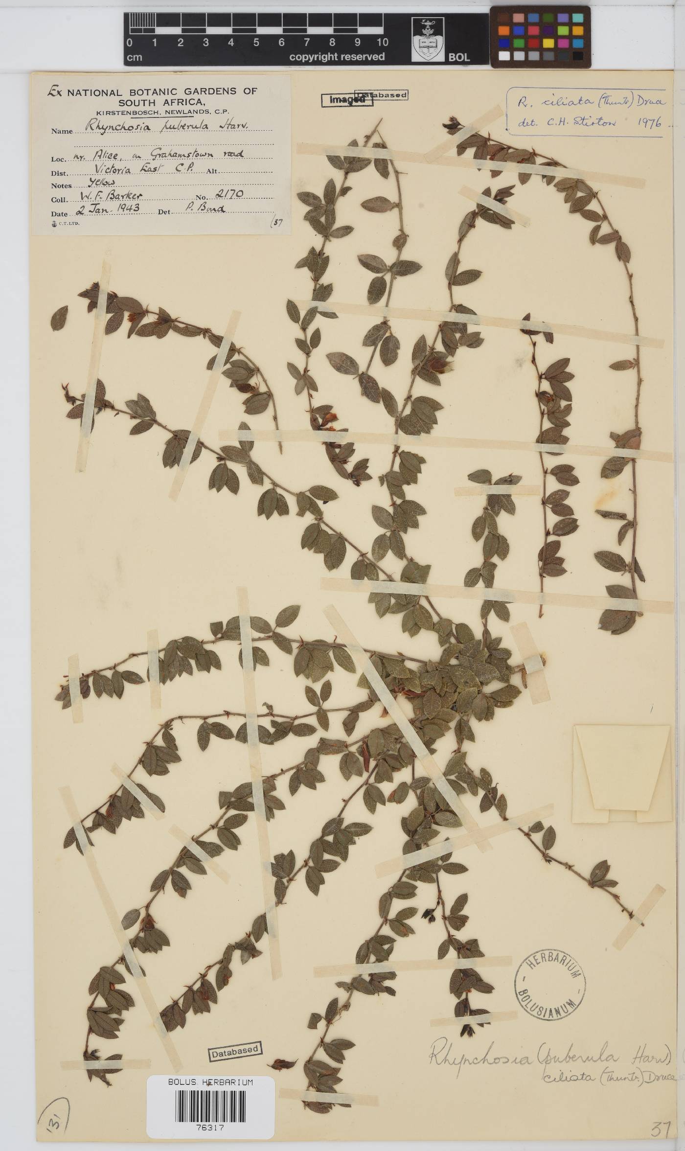 Rhynchosia ciliata image