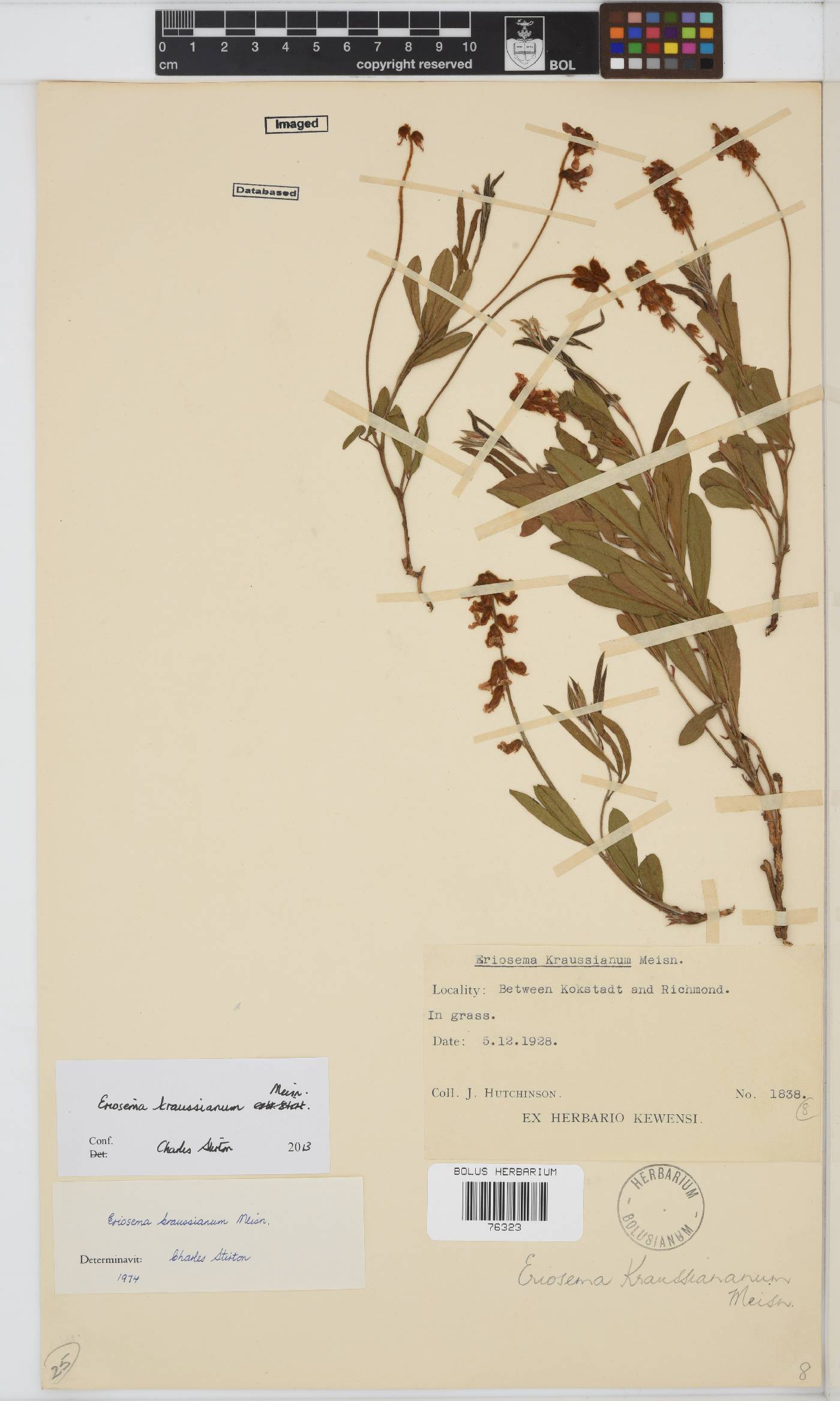Eriosema kraussianum image
