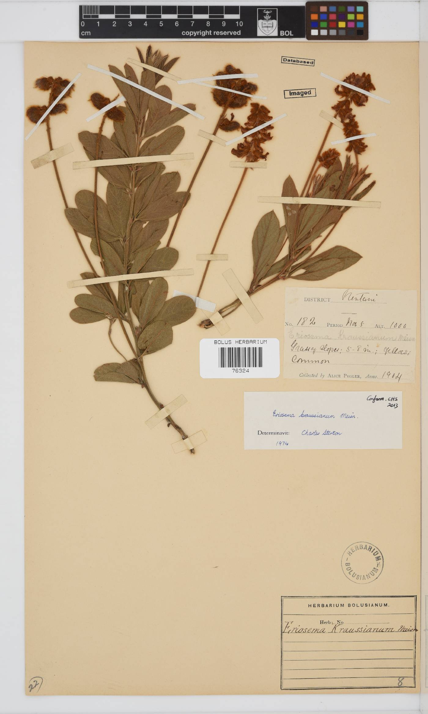 Eriosema kraussianum image