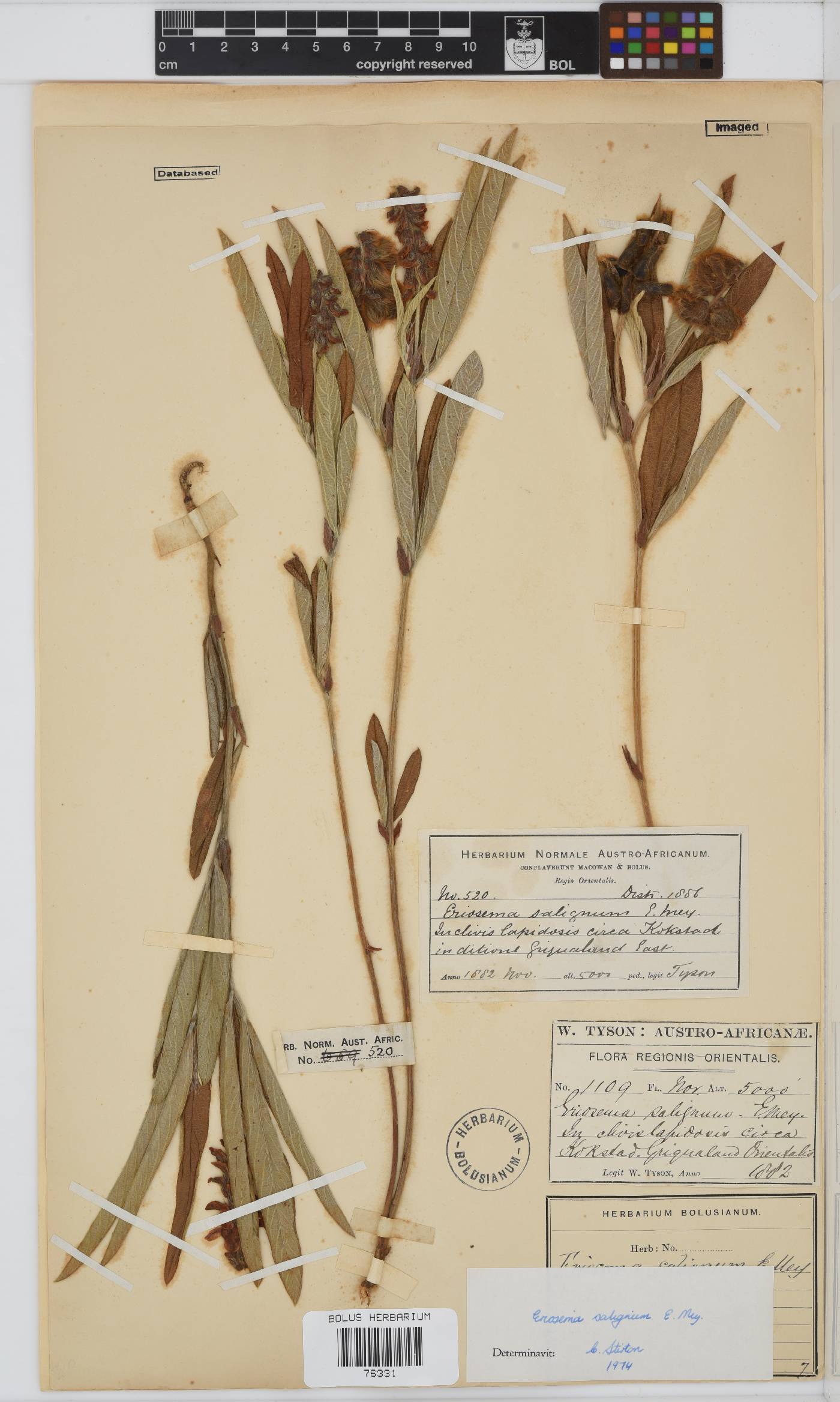 Eriosema salignum image