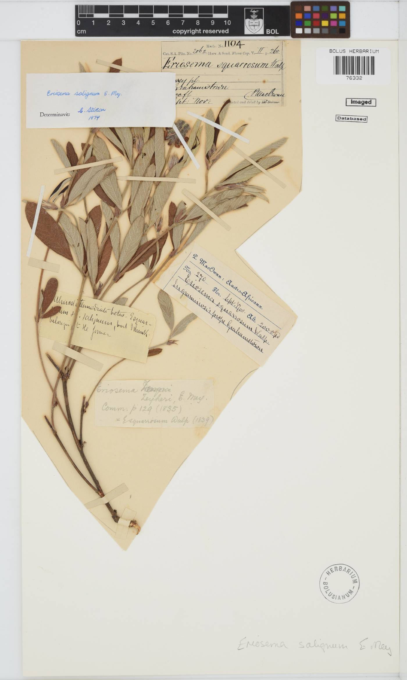 Eriosema salignum image