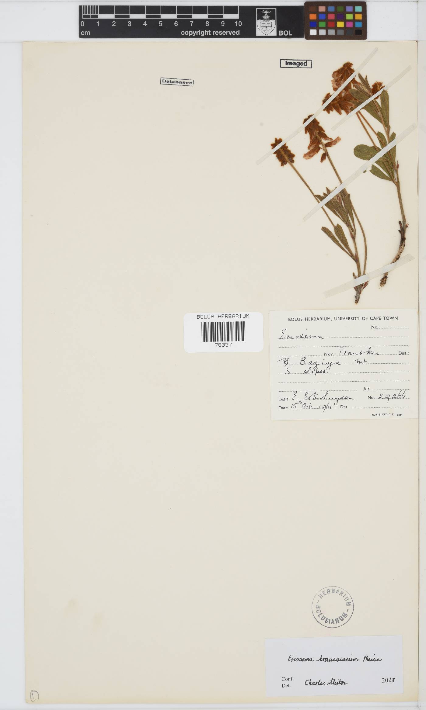 Eriosema kraussianum image