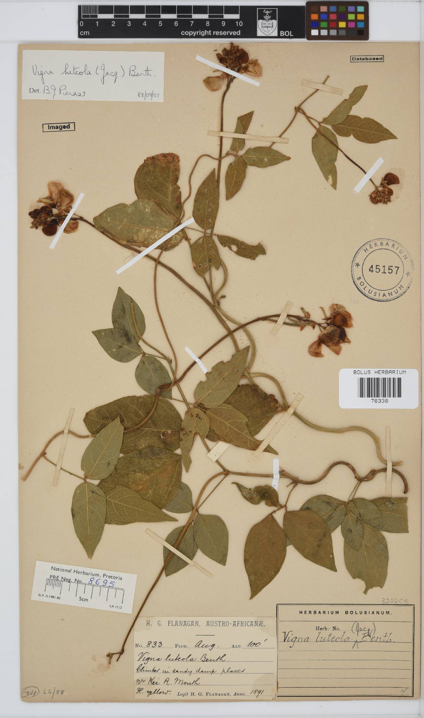 Vigna luteola image