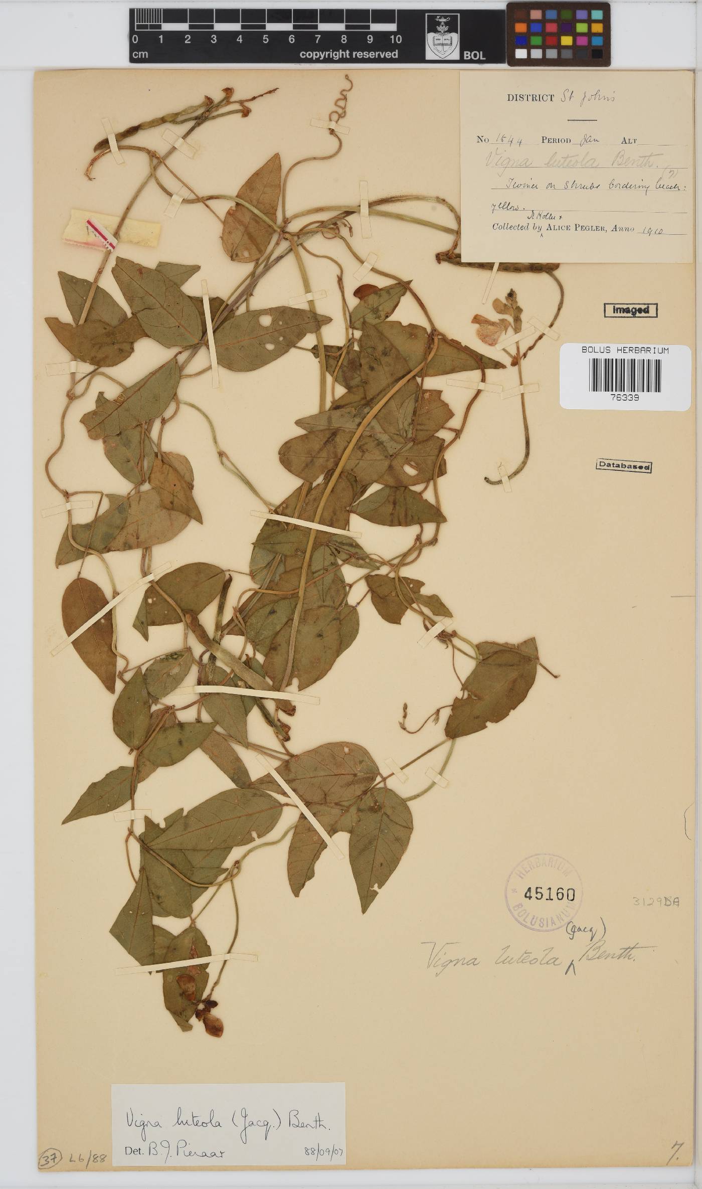 Vigna luteola image