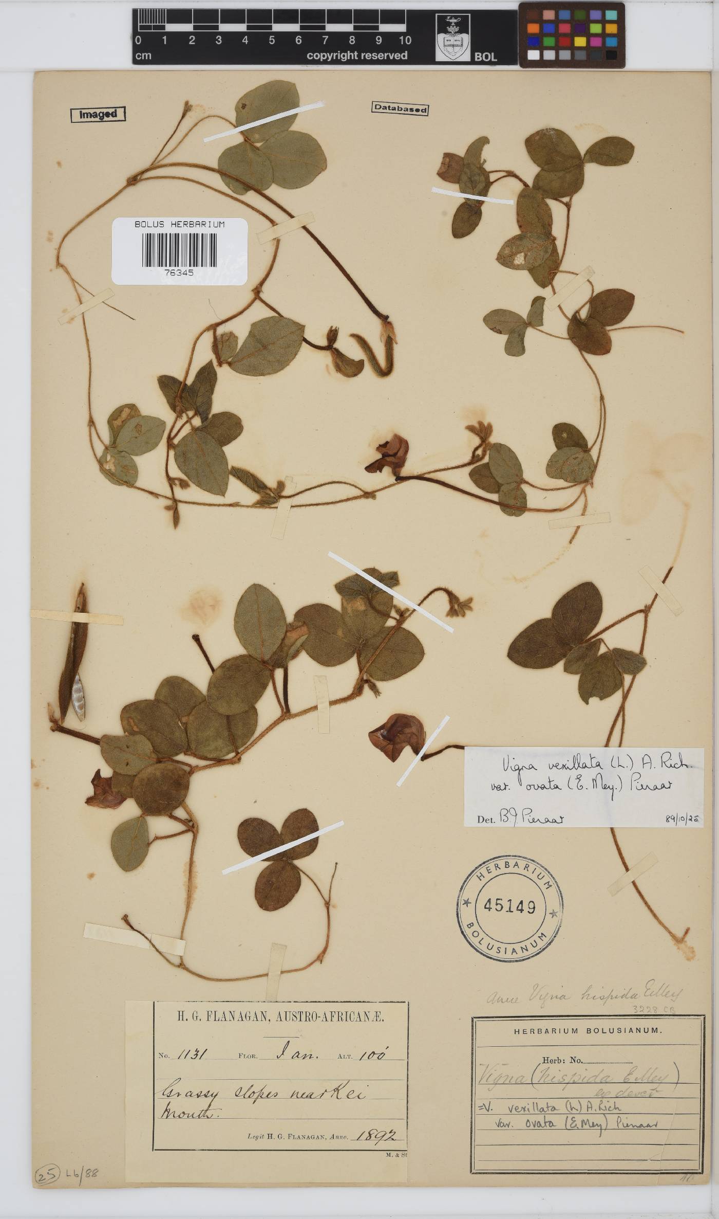 Vigna vexillata var. ovata image