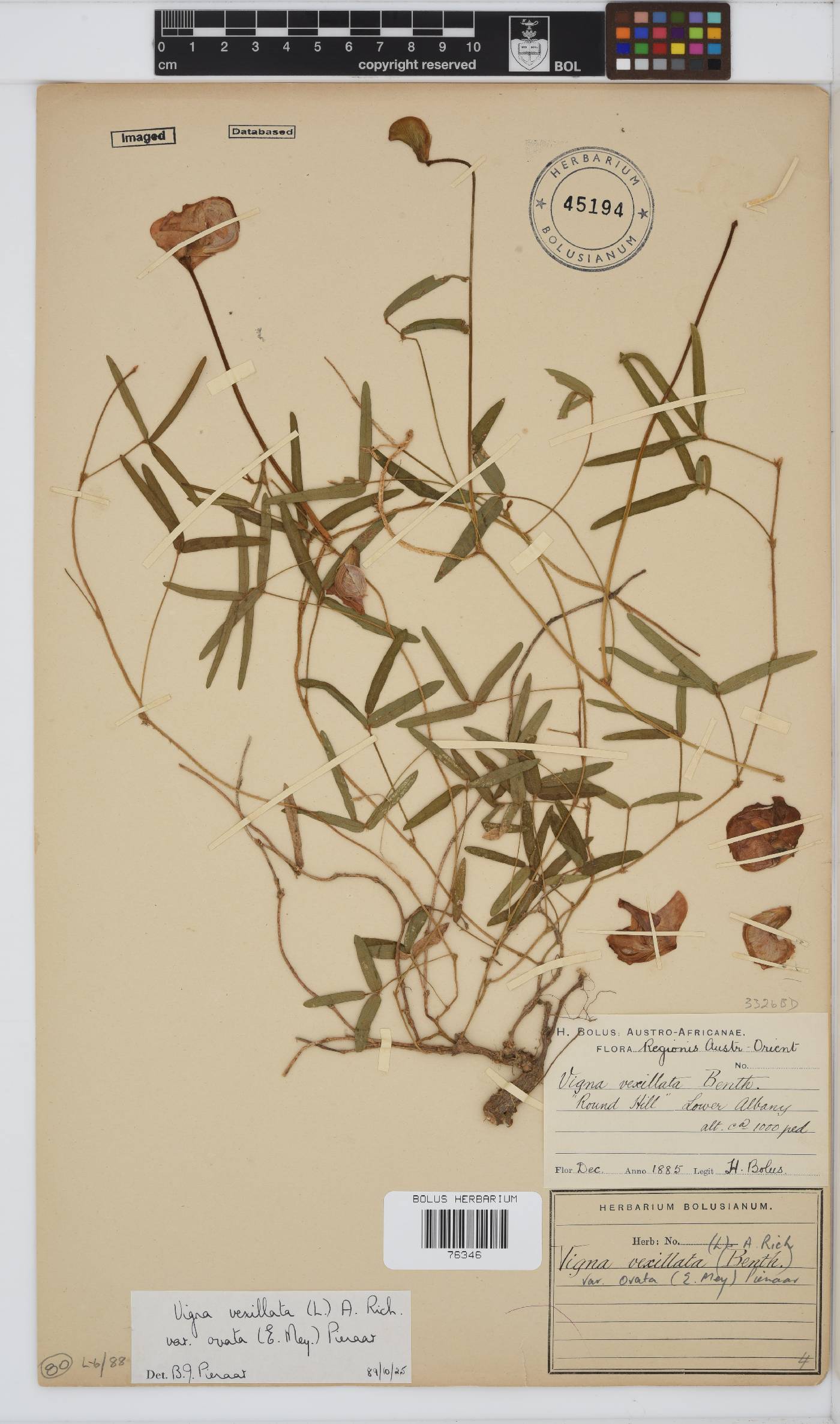 Vigna vexillata var. ovata image