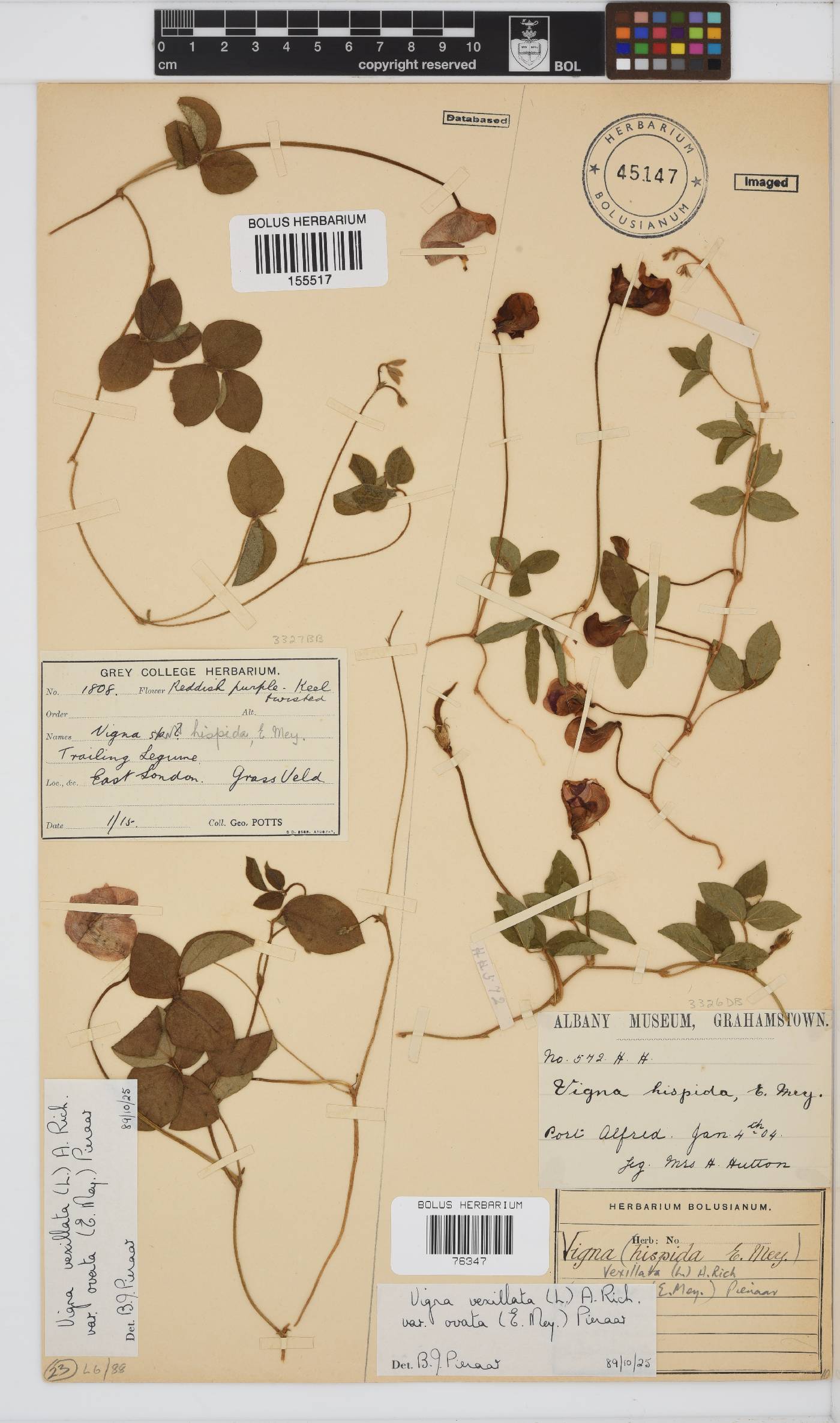 Vigna vexillata var. ovata image