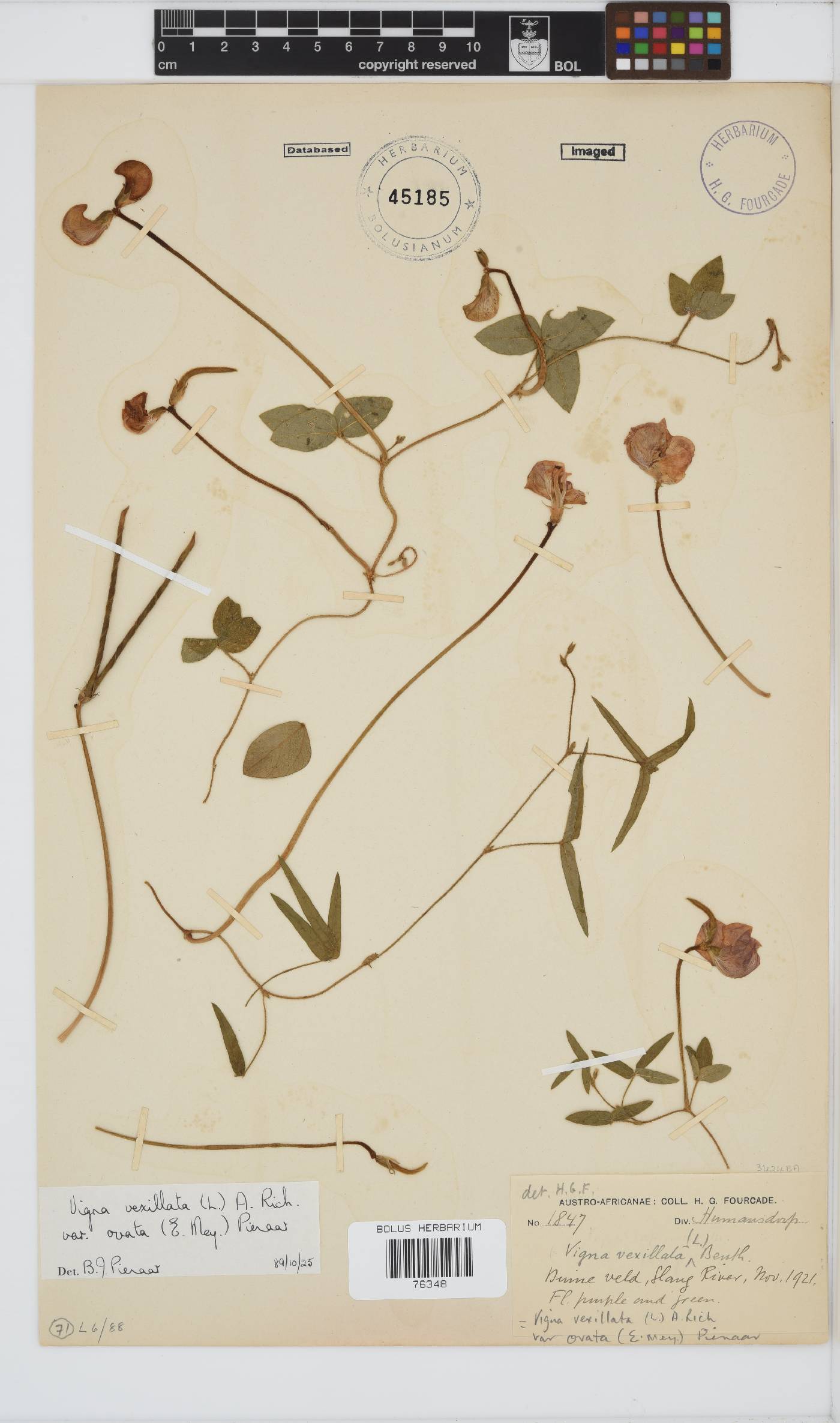 Vigna vexillata var. ovata image