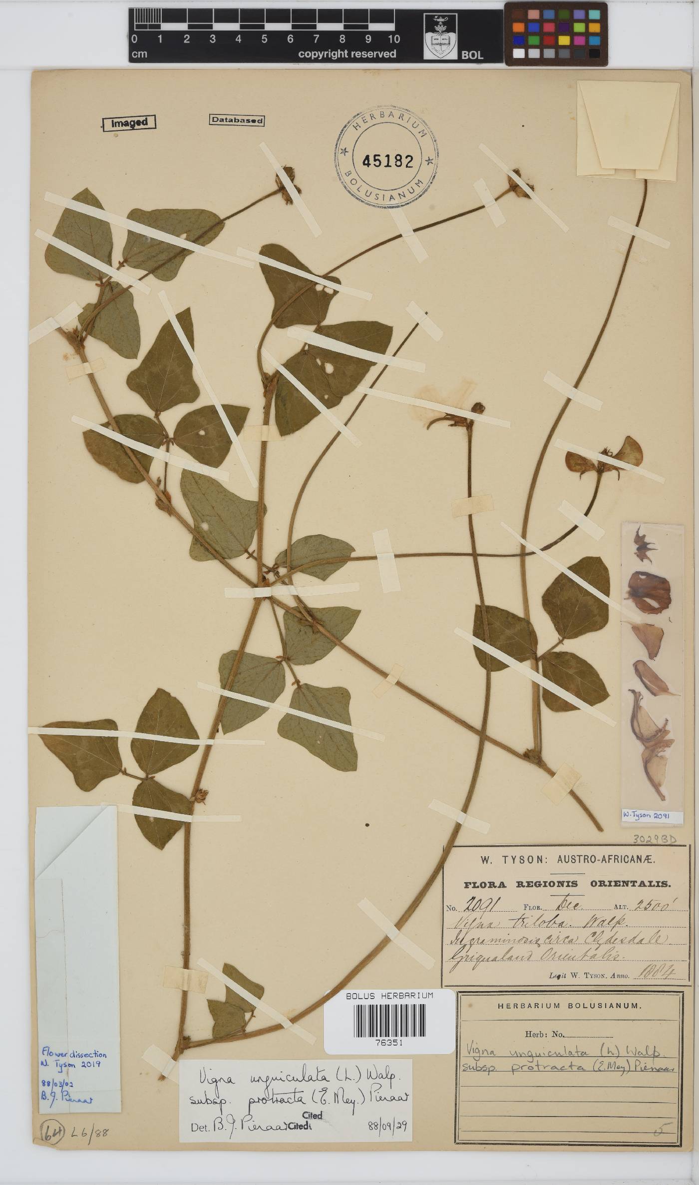 Vigna unguiculata subsp. protracta image