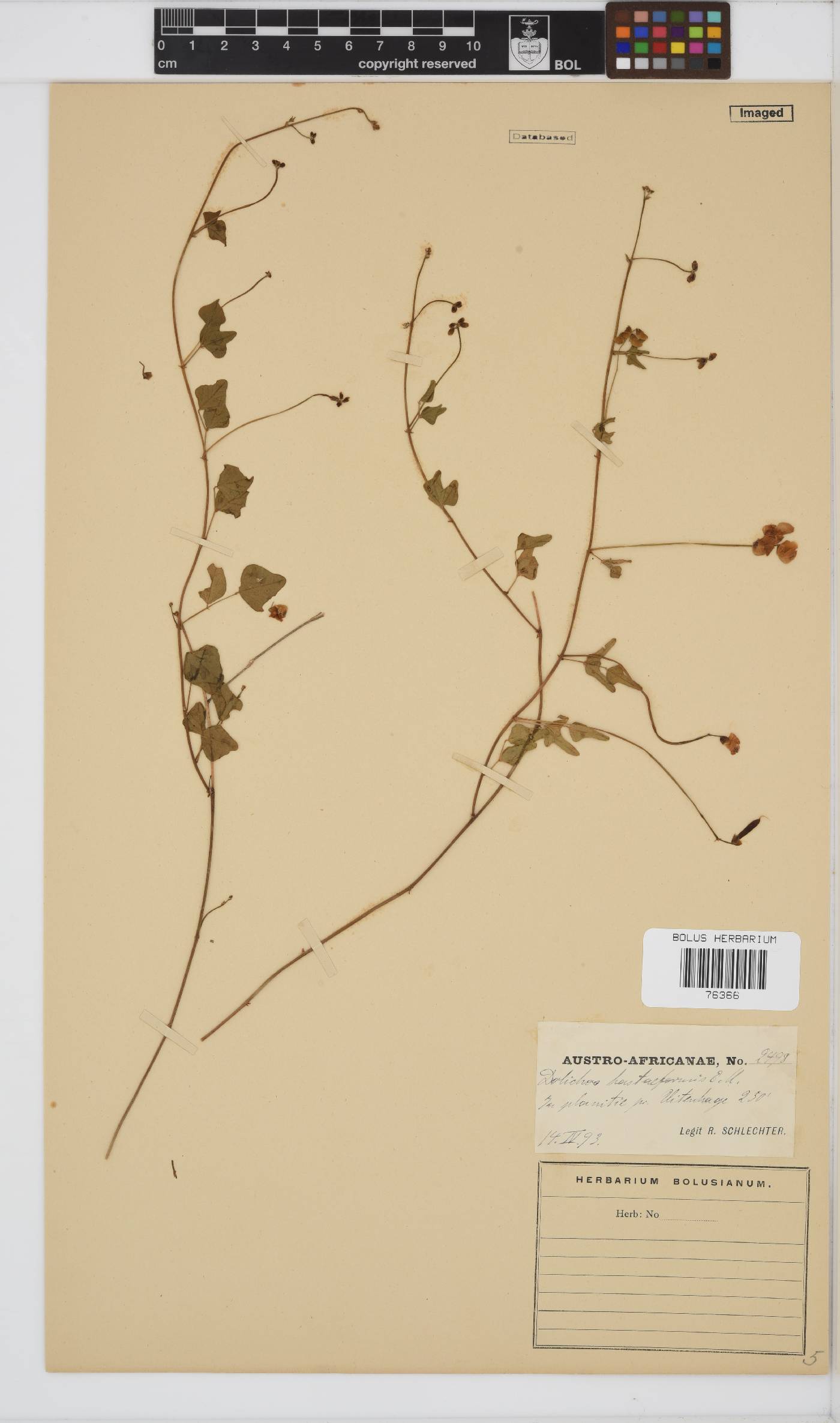 Dolichos hastaeformis image