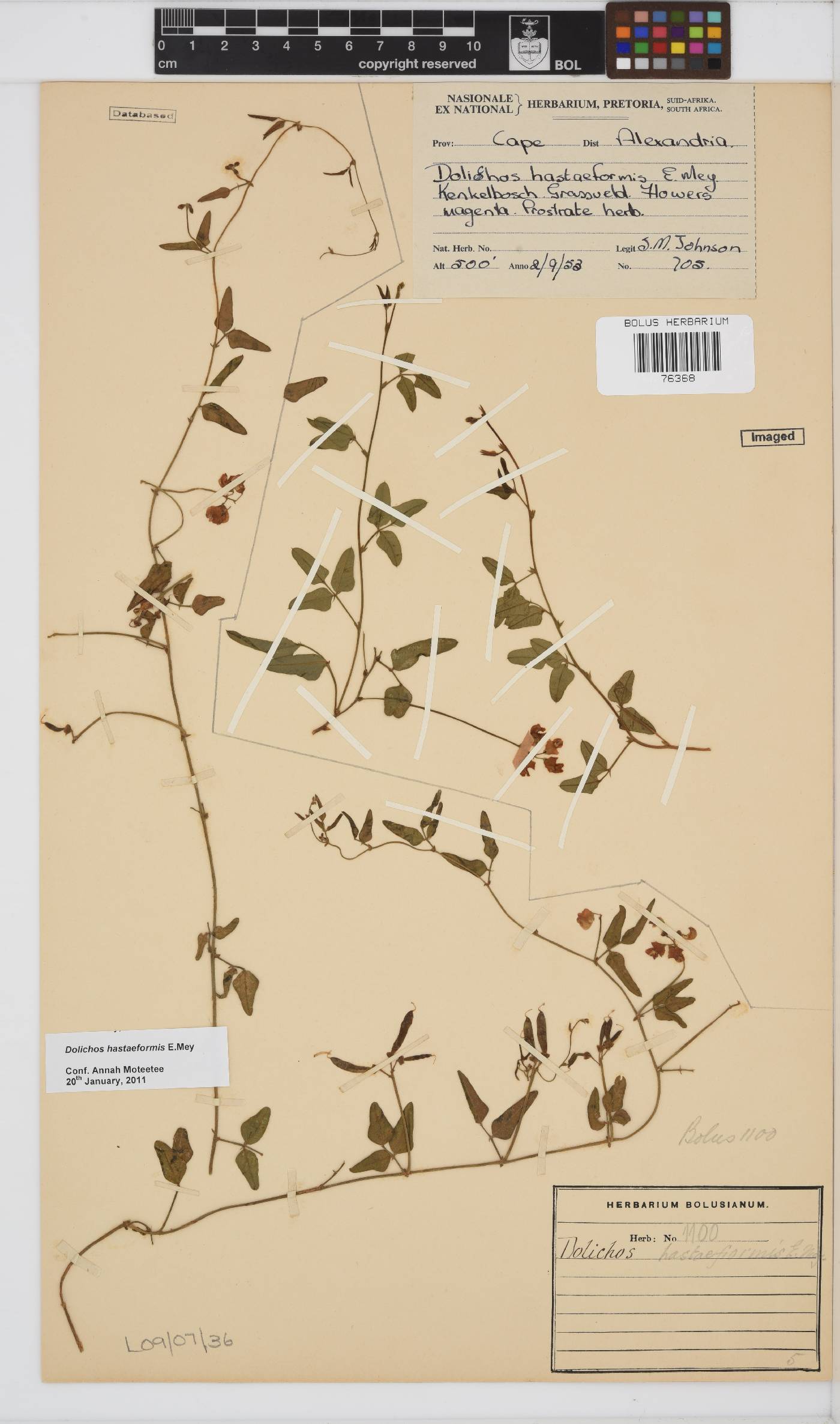 Dolichos hastaeformis image