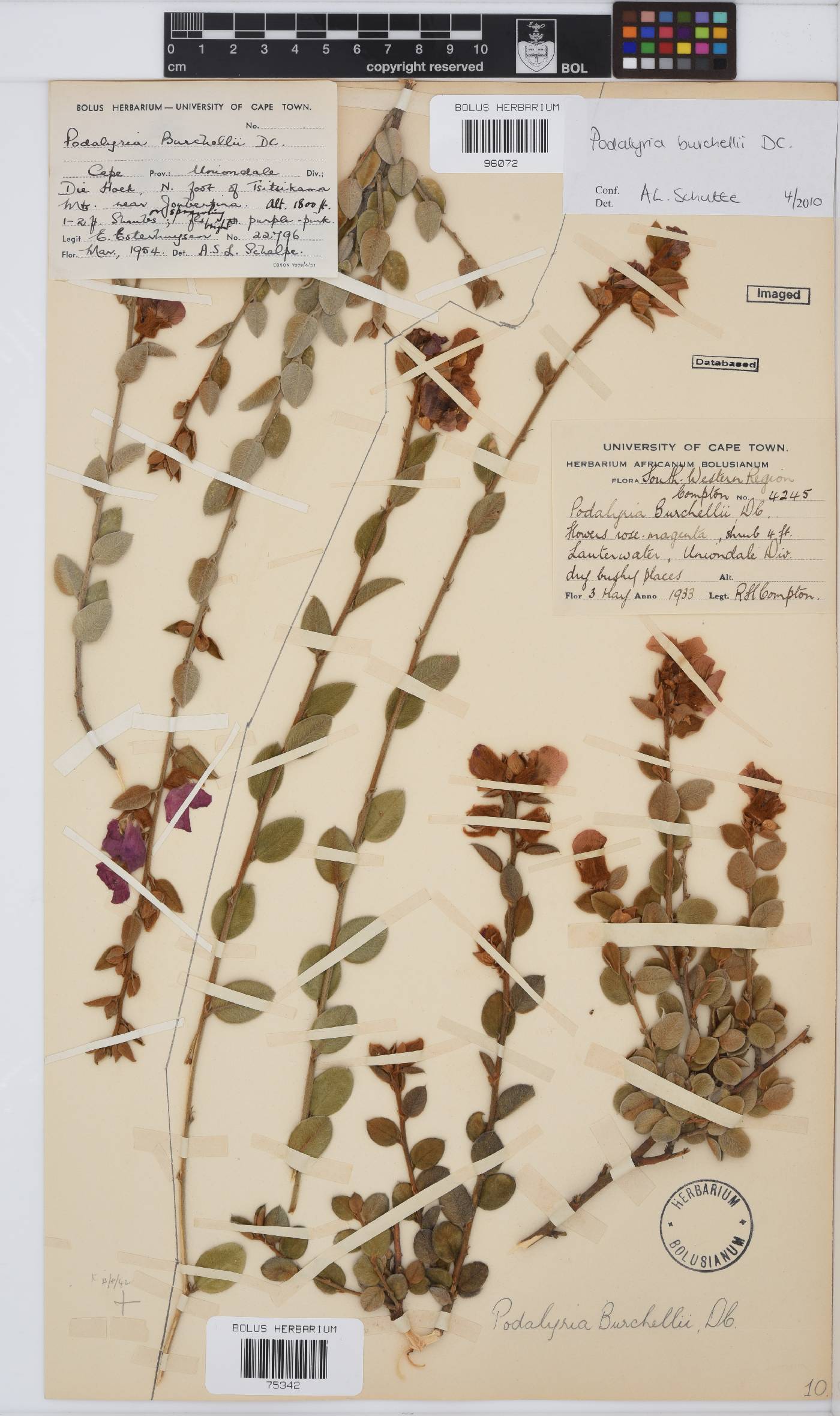 Podalyria burchellii image
