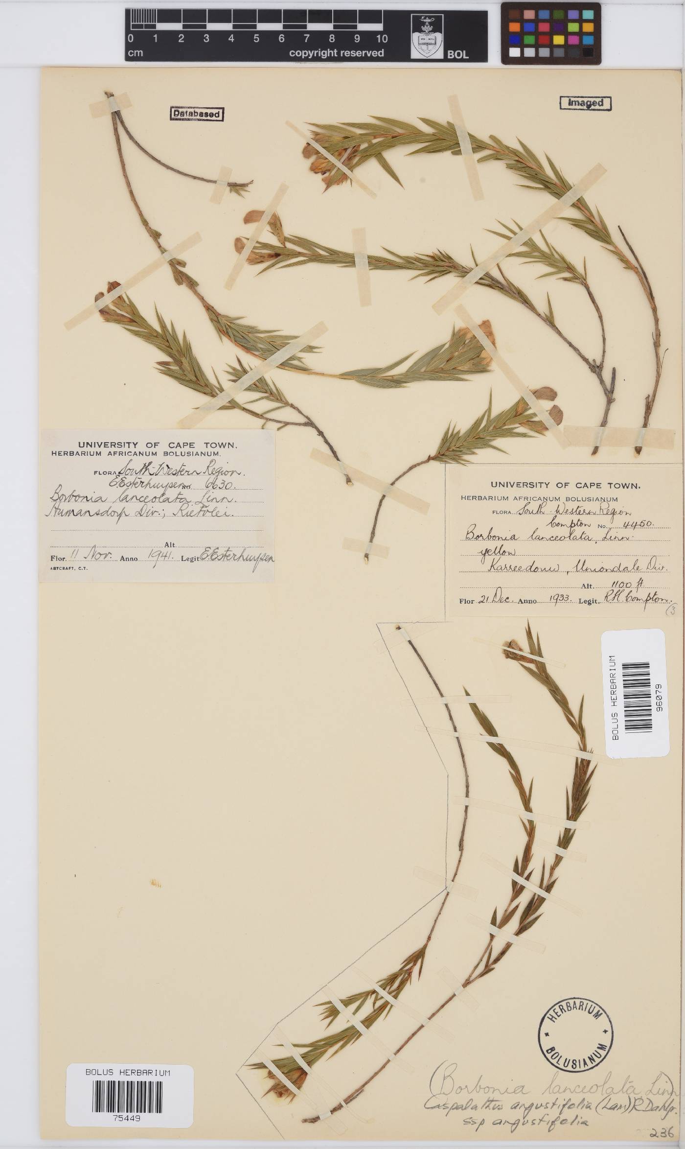 Aspalathus angustifolia subsp. angustifolia image