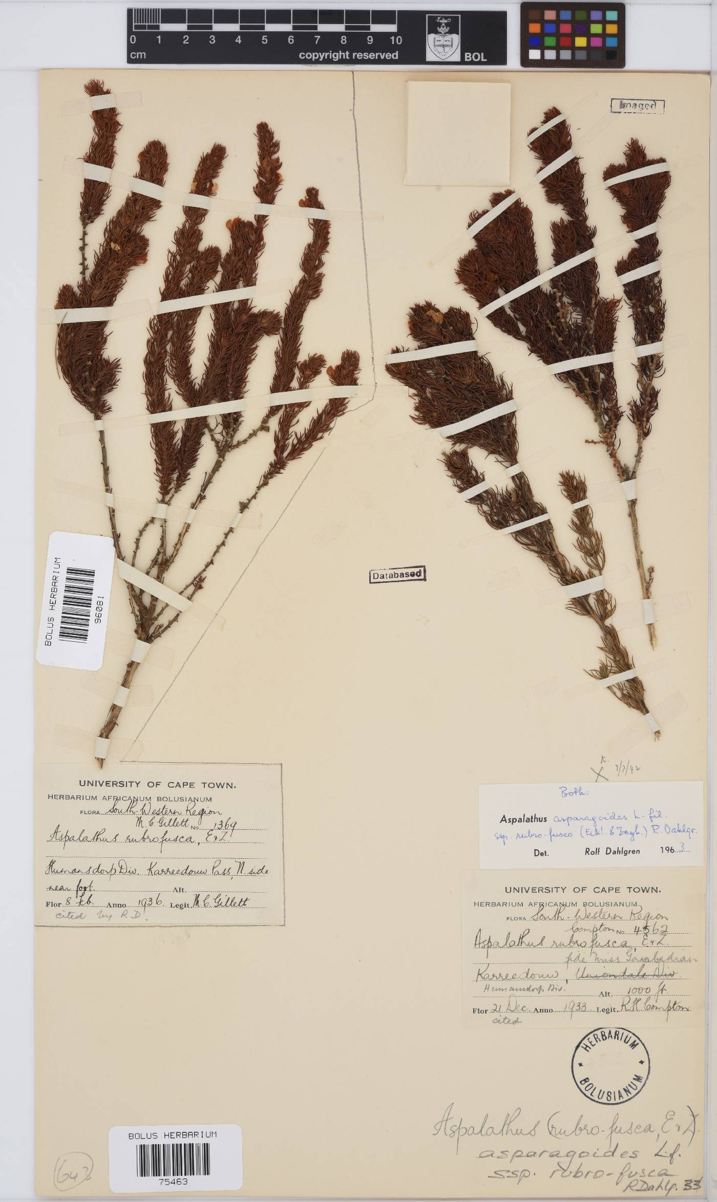 Aspalathus asparagoides image