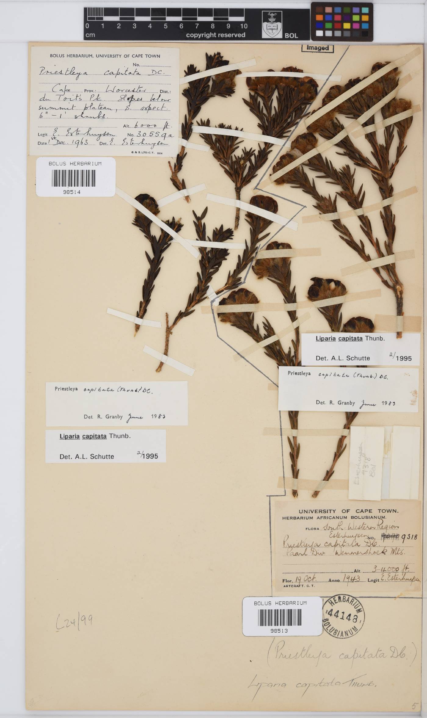 Liparia capitata image