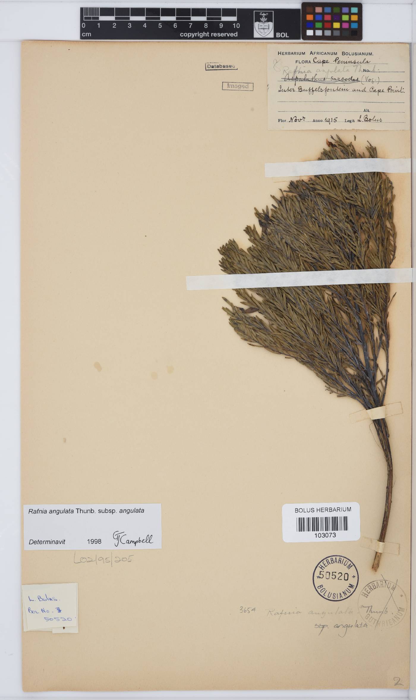 Rafnia angulata image